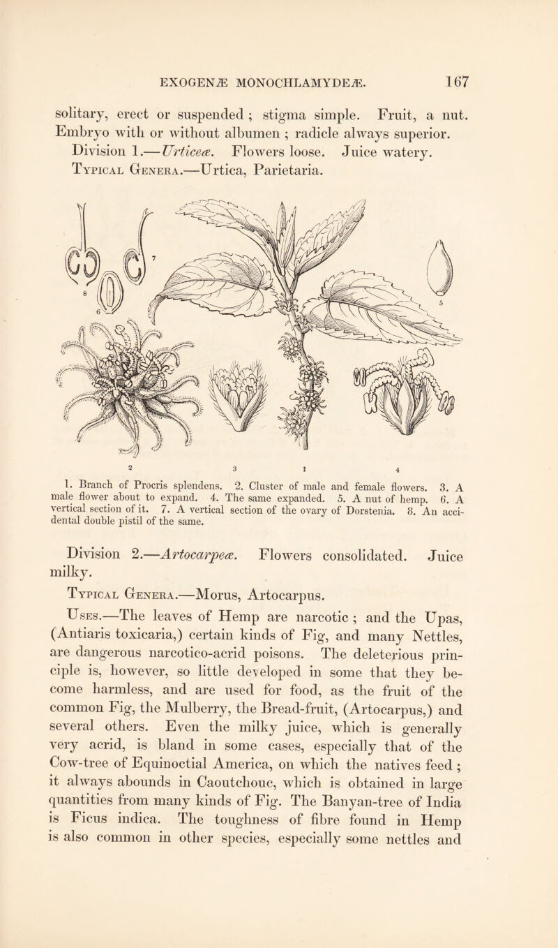 solitary, erect or suspended ; stigma simple. Fruit, a nut. Embryo with or without albumen ; radicle always superior. Division 1.— Urticea. Flowers loose. Juice watery. Typical Genera.—Urtica, Parietaria. 1. Branch of Procris splendens. 2. Cluster of male and female flowers. 3. A male flower about to expand. 4. The same expanded. 5. A nut of hemp. 6. A vertical section of it. 7. A vertical section of the ovary of Dorstenia. 8. An acci¬ dental double pistil of the same. Division 2.-—Artocarpea. Flowers consolidated. Juice milky. Typical Genera.—Moms, Artocarpus. Uses.—The leaves of Hemp are narcotic ; and the Upas, (Antiaris toxicaria,) certain kinds of Fig, and many Nettles, are dangerous narcotico-acrid poisons. The deleterious prin¬ ciple is, however, so little developed in some that they be¬ come harmless, and are used for food, as the fruit of the common Fig, the Mulberry, the Bread-fruit, (Artocarpus,) and several others. Even the milky juice, which is generally very acrid, is bland in some cases, especially that of the Cow-tree of Equinoctial America, on which the natives feed ; it always abounds in Caoutchouc, which is obtained in large quantities from many kinds of Fig. The Banyan-tree of India is Ficus indica. The toughness of fibre found in Hemp is also common in other species, especially some nettles and