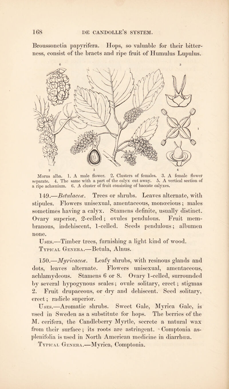 Broussonetia papyrifera. Hops, so valuable for their bitter¬ ness, consist of the bracts and ripe fruit of Humulus Lupulus. 6 3 Morus alba. 1. A male flower. 2. Clusters of females. 3. A female flower separate. 4. The same with a part of the calyx cut away. 5. A vertical section of a ripe achsenium. 6. A cluster of fruit consisting of baccate calyxes. 149. —Betulacea. Trees or shrubs. Leaves alternate, with stipules. Flowers unisexual, amentaceous, monoecious; males sometimes having a calyx. Stamens definite, usually distinct. Ovary superior, 2-celled; ovules pendulous. Fruit mem¬ branous, in dehiscent, 1-celled. Seeds pendulous; albumen none. Uses.—Timber trees, furnishing a light kind of wood. Typical Genera.—Betula, Alnus. 150. —Myricacea. Leafy shrubs, with resinous glands and dots, leaves alternate. Flowers unisexual, amentaceous, aclilamydeous. Stamens 6 or 8. Ovary 1-celled, surrounded by several liypogynous scales; ovule solitary, erect; stigmas 2. Fruit drupaceous, or dry and dehiscent. Seed solitary, erect; radicle superior. Uses.—Aromatic shrubs. Sweet Gale, Myrica Gale, is used in Sweden as a substitute for hops. The berries of the M. cerifera, the Candleberry Myrtle, secrete a natural wax from their surface; its roots are astringent. Comptonia as- plenifolia is used in North American medicine in diarrhoea. Typical Genera.—Myrica, Comptonia.