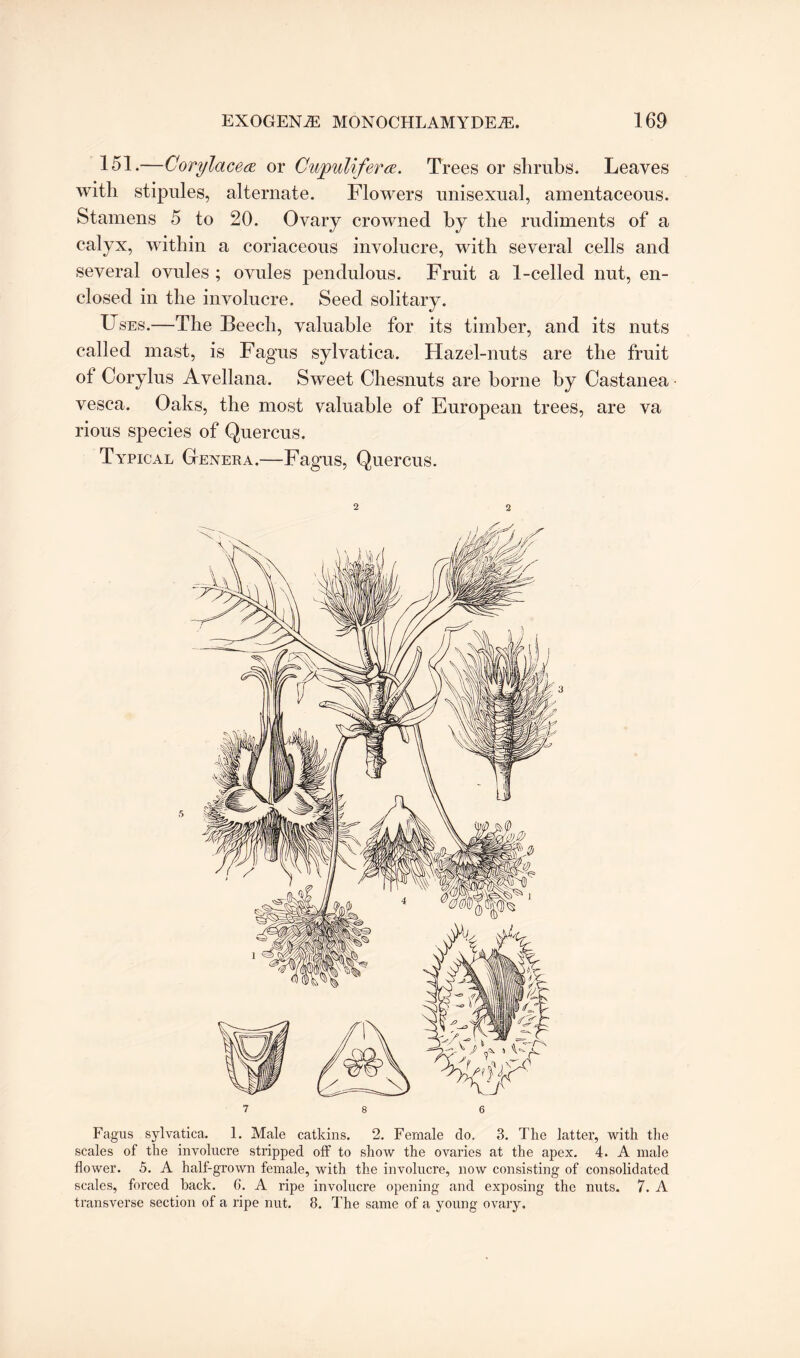 151.—Corylacea or Cupulifera. Trees or shrubs. Leaves with stipules, alternate. Flowers unisexual, amentaceous. Stamens 5 to 20. Ovary crowned by the rudiments of a calyx, within a coriaceous involucre, with several cells and several ovules ; ovules pendulous. Fruit a 1-celled nut, en¬ closed in the involucre. Seed solitary. Uses.—The Beech, valuable for its timber, and its nuts called mast, is Fagus sylvatica. Hazel-nuts are the fruit ot Corylus Avellana. Sweet Chesnuts are borne by Castanea ■ vesca. Oaks, the most valuable of European trees, are va rious species of Quercus. Typical Genera.—Fagus, Quercus. Fagus sylvatica. 1. Male catkins. 2. Female do. 3. The latter, with the scales of the involucre stripped off to show the ovaries at the apex. 4. A male flower. 5. A half-grown female, with the involucre, now consisting of consolidated scales, forced back. 6. A ripe involucre opening and exposing the nuts. 7. A transverse section of a ripe nut. 8. The same of a young ovary.