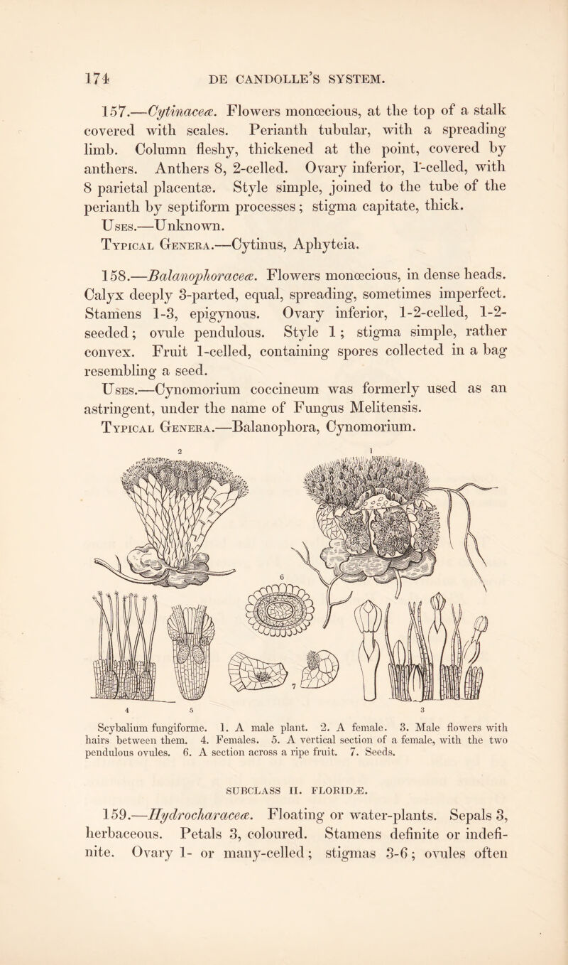 157. —Cytinacea. Flowers monoecious, at the top of a stalk covered with scales. Perianth tubular, with a spreading limb. Column fleshy, thickened at the point, covered by anthers. Anthers 8, 2-celled. Ovary inferior, 1-celled, with 8 parietal placentae. Style simple, joined to the tube of the perianth by septiform processes; stigma capitate, thick. Uses .—Unknown. Typical Genera.—Cytinus, Apliyteia. 158. —Balanophoracea. Flowers monoecious, in dense heads. Calyx deeply 3-parted, equal, spreading, sometimes imperfect. Stamens 1-3, epigynous. Ovary inferior, 1-2-celled, 1-2- seeded; ovule pendulous. Style 1; stigma simple, rather convex. Fruit 1-celled, containing spores collected in a bag resembling a seed. Uses.—Cynomorium coccineum was formerly used as an astringent, under the name of Fungus Melitensis. Typical Genera.—Balanophora, Cynomorium. 4 5 3 Scybalium fungiforme. 1. A male plant. 2. A female. 3. Male flowers with hairs between them. 4. Females. 5. A vertical section of a female, with the two pendulous ovules. 6. A section across a ripe fruit. 7. Seeds. SUBCLASS II. FLORIDA. 159.—Hydrocharacea. Floating or water-plants. Sepals 3, herbaceous. Petals 3, coloured. Stamens definite or indefi¬ nite. Ovary 1- or m any-celled; stigmas 3-6; ovules often