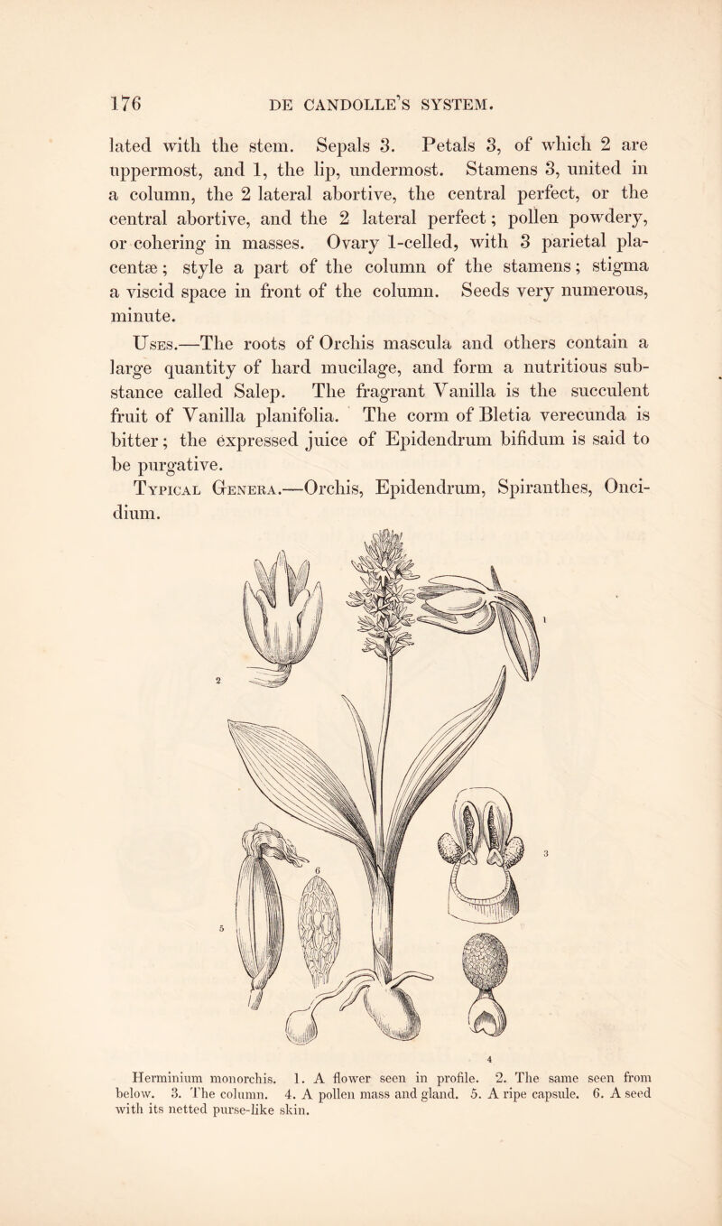 lated with the stem. Sepals 3. Petals 3, of which 2 are uppermost, and 1, the lip, undermost. Stamens 3, united in a column, the 2 lateral abortive, the central perfect, or the central abortive, and the 2 lateral perfect; pollen powdery, or cohering in masses. Ovary 1-celled, with 3 parietal pla¬ centae ; style a part of the column of the stamens; stigma a viscid space in front of the column. Seeds very numerous, minute. Uses.—The roots of Orchis mascula and others contain a large quantity of hard mucilage, and form a nutritious sub¬ stance called Salep. The fragrant Vanilla is the succulent fruit of Vanilla planifolia. The conn of Bletia verecunda is hitter; the expressed juice of Epidendrum bifidum is said to be purgative. Typical Genera.—Orchis, Epidendrum, Spirantlies, Onci- dium. Herminium monorchis. 1. A flower seen in profile. 2. The same seen from below. 3. The column. 4. A pollen mass and gland. 5. A ripe capsule. 6. A seed with its netted purse-like skin.