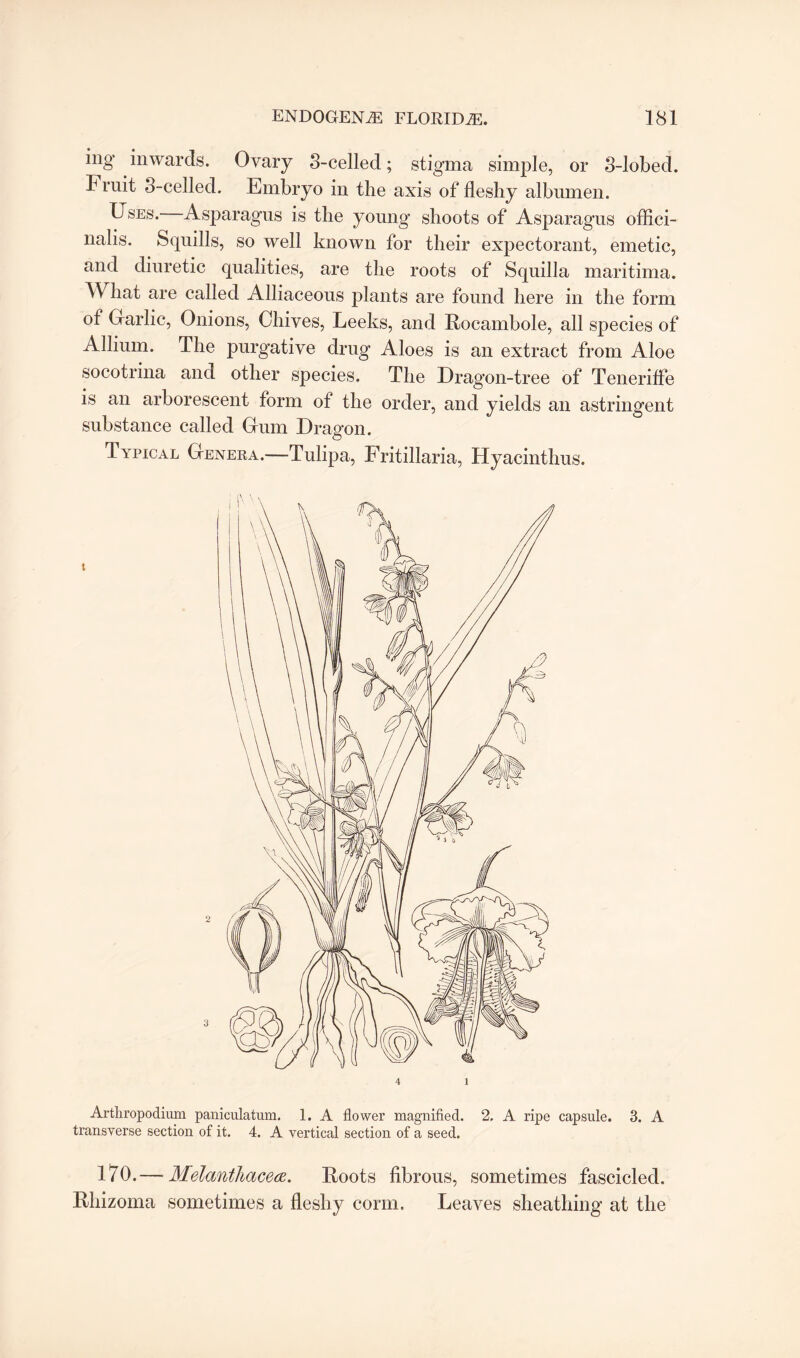 ing inwards. Ovary 3-celled; stigma simple, or 3-lobed. Fruit 3-celled. Embryo in the axis of fleshy albumen. Uses. Asparagus is the young1 shoots of Asparagus offici¬ nalis. Squills, so well known for their expectorant, emetic, and diuretic qualities, are the roots of Squilla maritima. What are called Alliaceous plants are found here in the form of Garlic, Onions, Chives, Leeks, and Rocambole, all species of Allium. The purgative drug Aloes is an extract from Aloe socotrina and other species. The Dragon-tree of Teneriffe is an arborescent form of the order, and yields an astringent substance called Gum Dragon. Typical Genera.—Tulipa, Fritillaria, Hyacinthus. Arthropodium paniculatum. 1. A flower magnified. 2. A. ripe capsule. 3. A transverse section of it. 4. A vertical section of a seed. 170.— Melanthacea. Roots fibrous, sometimes fascicled. Rhizoma sometimes a fleshy conn. Leaves sheathing at the