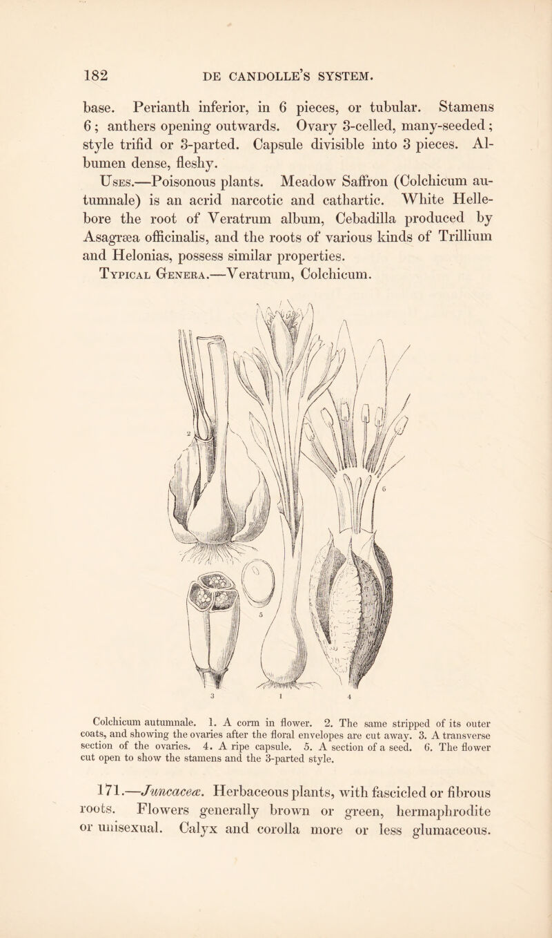 base. Perianth inferior, in 6 pieces, or tubular. Stamens 6 ; anthers opening outwards. Ovary 3-celled, many-seeded ; style trifid or 3-parted. Capsule divisible into 3 pieces. Al¬ bumen dense, fleshy. Uses.—Poisonous plants. Meadow Saffron (Colchicum au- tumnale) is an acrid narcotic and cathartic. White Helle¬ bore the root of Veratrum album, Cebadilla produced by Asagrsea officinalis, and the roots of various kinds of Trillium and Helonias, possess similar properties. Typical Genera.—Veratrum, Colchicum. 3 1 4 Colchicum autumnale. 1. A corm in flower. 2. The same stripped of its outer coats, and showing the ovaries after the floral envelopes are cut away. 3. A transverse section of the ovaries. 4. A ripe capsule. 5. A section of a seed. G. The flower cut open to show the stamens and the 3-parted style. If 1-—Juncacea. Herbaceous plants, with fascicled or fibrous roots. Flowers generally brown or green, hermaphrodite or unisexual. Calyx and corolla more or less glumaceous.