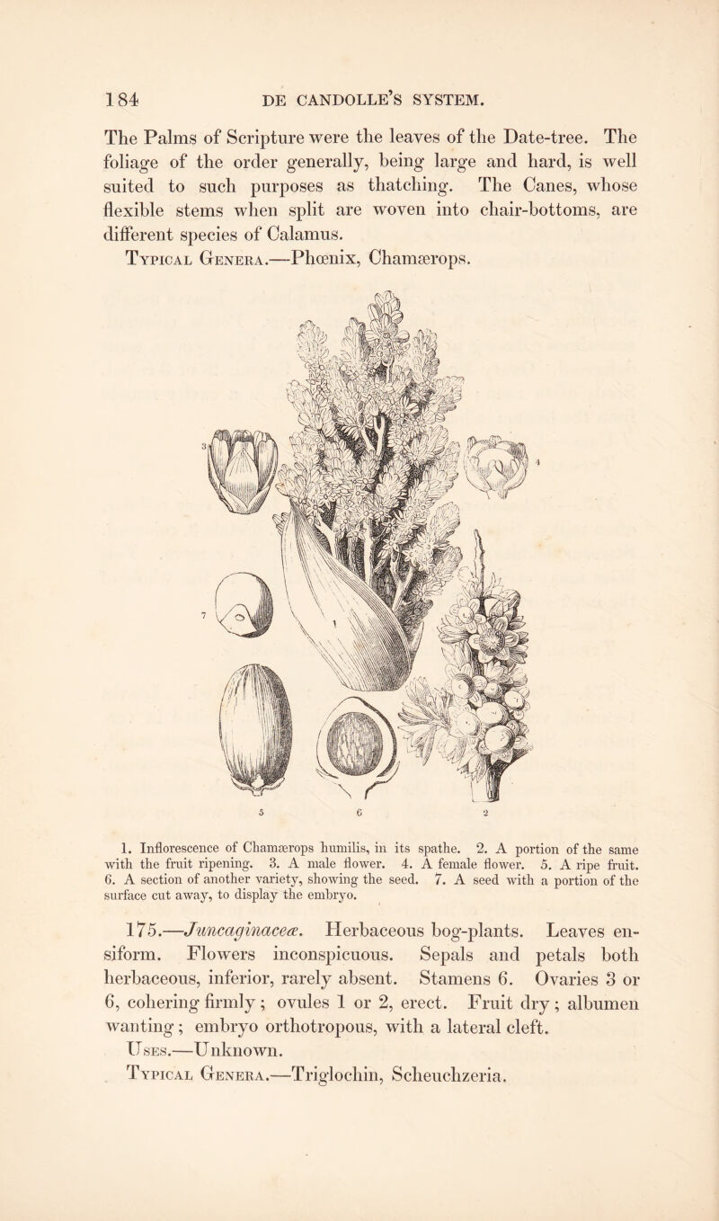 The Palms of Scripture were the leaves of the Date-tree. The foliage of the order generally, being large and hard, is well suited to such purposes as thatching. The Canes, whose flexible stems when split are woven into chair-bottoms, are different species of Calamus. Typical Genera.—-Phoenix, Chamserops. 5 6 2 1. Inflorescence of Chamserops humilis, in its spathe. 2. A portion of the same with the fruit ripening. 3. A male flower. 4. A female flower. 5. A ripe fruit. 6. A section of another variety, showing the seed. 7. A seed with a portion of the surface cut away, to display the embryo. 175.—Juncaginacete. Herbaceous bog-plants. Leaves en» siform. Flowers inconspicuous. Sepals and petals both herbaceous, inferior, rarely absent. Stamens 6. Ovaries 3 or 6, cohering firmly; ovules 1 or 2, erect. Fruit dry; albumen wanting; embryo orthotropous, with a lateral cleft. U ses.—U nknown. Typical Genera.—Triglochin, Scheuchzeria.