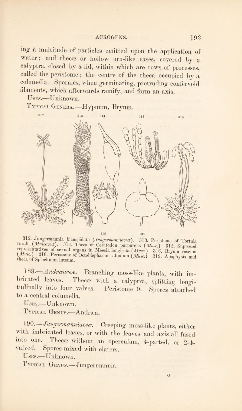 mg a multitude of particles emitted upon the application of water; and thecae or hollow urn-like cases, covered by a calyptra, closed by a lid, within which are rows of processes, called the peristome ; the centre of the theca occupied by a columella. Sporules, when germinating, protruding confervoid filaments, which afterwards ramify, and form an axis. Uses.—Unknown. Typical Genera.—Hypnum, Bryum. 313 314 315 318 319 312. Jungermannia bicuspidata (Jungermanniacece). 313. Peristome of Tortula ruralis (Muscacea). 314. Theca of Ceratodon purpureus {Muse.) 315. Supposed representatives of sexual organs in Meesia longiseta (Muse.) 316. Bryum roseum {Muse.) 318 Peristome of Octoblepharum albidum {Muse.) 319. Apophysis and theca of Splachnum luteum. 189. Andraacea. Branching moss-like plants, with im- bricated leaves. Thee* with a calyptra, splitting longi¬ tudinally into four valves. Peristome 0. Spores attached to a central columella. U ses.—U nknown. Typical Genus.—Andrsea. 190.—Jungermanniacece. Creeping moss-like plants, either with imbricated leaves, or with the leaves and axis all fused into one. Thecae without an operculum, 4-parted, or 2-4- valved. Spores mixed with elaters. U ses.—U nknown. Typical Genus.—Jungermannia. o