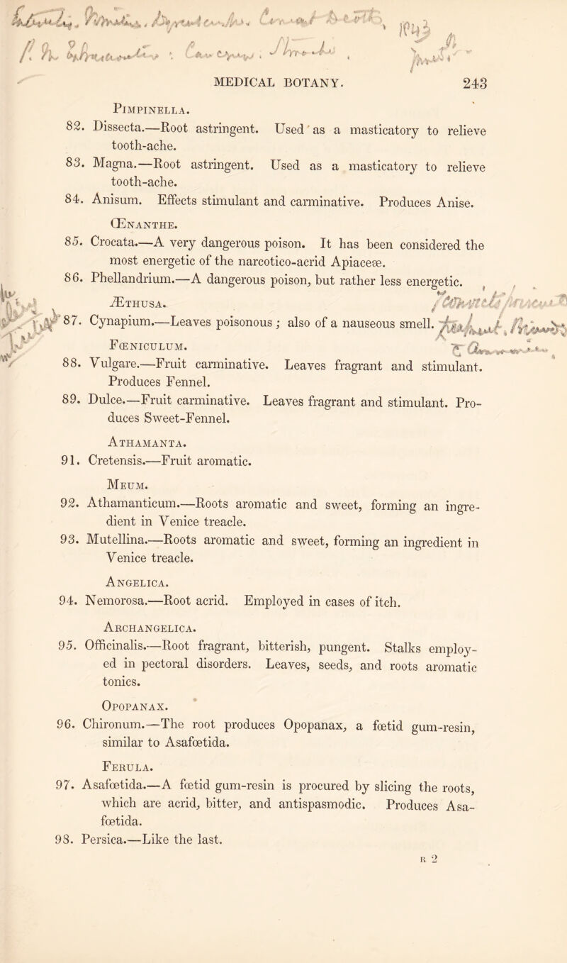 PlMPINELLA. 82. Dissecta.—Root astringent. Used as a masticatory to relieve tooth-ache. 83. Magna.—Root astringent. Used as a masticatory to relieve tooth-ache. 84. Anisum. Effects stimulant and carminative. Produces Anise. CEnanthe. 85. Crocata—A very dangerous poison. It has been considered the most energetic of the narcotico-acrid Apiaceee. 86. Phellandrium.—A dangerous poison, but rather less energetic. vUthusa. 37. Cynapium.—Leaves poisonous; also of a nauseous smell V Fceniculum. 88. Vulgare.—Fruit carminative. Leaves fragrant and stimulant. Produces Fennel. 89. Dulce.—Fruit carminative. Leaves fragrant and stimulant. Pro¬ duces Sweet-Fennel. Athamanta. 91. Cretensis.—Fruit aromatic. Meum. 92. Athamanticum.—Roots aromatic and sweet, forming an ingre¬ dient in Venice treacle. 93. Mutellina.—Roots aromatic and sweet, forming an ingredient in Venice treacle. Angelica. 94. Nemorosa.—Root acrid. Employed in cases of itch. Archangelica. 95. Officinalis.—Root fragrant, bitterish, pungent. Stalks employ¬ ed in pectoral disorders. Leaves, seeds, and roots aromatic tonics. Opopanax. 96. Chironum.—The root produces Opopanax, a foetid gum-resin, similar to Asafoetida. Ferula. 97. Asafoetida.—A foetid gum-resin is procured by slicing the roots, which are acrid, bitter, and antispasmodic. Produces Asa¬ foetida. 98. Persica.—Like the last. R 2