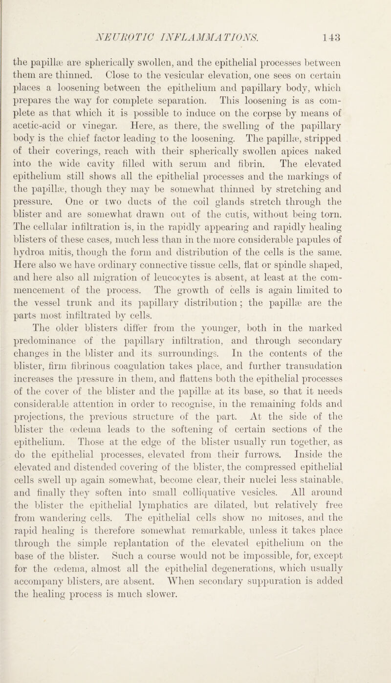 the papillae are spherically swollen, and the epithelial processes between them are thinned. Close to the vesicular elevation, one sees on certain places a loosening between the epithelium and papillary body, which prepares the way for complete separation. This loosening is as com¬ plete as that which it is possible to induce on the corpse by means of acetic-acid or vinegar. Here, as there, the swelling of the papillary body is the chief factor leading to the loosening. The papillae, stripped of their coverings, reach with their spherically swollen apices naked into the wide cavity tilled with serum and fibrin. The elevated epithelium still shows all the epithelial processes and the markings of the papillae, though they may be somewhat thinned by stretching and pressure. One or two ducts of the coil glands stretch through the blister and are somewhat drawn out of the cutis, without being torn. The cellular infiltration is, in the rapidly appearing and rapidly healing blisters of these cases, much less than in the more considerable papules of hydroa initis, though the form and distribution of the cells is the same. Here also we have ordinary connective tissue cells, fiat or spindle shaped, and here also all migration of leucocytes is absent, at least at the com¬ mencement of the process. The growth of cells is again limited to the vessel trunk and its papillary distribution; the papillae are the parts most infiltrated by cells. The older blisters differ from the younger, both in the marked predominance of the papillary infiltration, and through secondary changes in the blister and its surroundings. In the contents of the blister, firm fibrinous coagulation takes place, and further transudation increases the pressure in them, and flattens both the epithelial processes of the cover of the blister and the papillae at its base, so that it needs considerable attention in order to recognise, in the remaining folds and projections, the previous structure of the part. At the side of the blister the oedema leads to the softening of certain sections of the epithelium. Those at the edge of the blister usually run together, as do the epithelial processes, elevated from their furrows. Inside the elevated and distended covering of the blister, the compressed epithelial cells swell up again somewhat, become clear, their nuclei less stainable, and finally they soften into small colliquative vesicles. All around the blister the epithelial lymphatics are dilated, but relatively free from wandering cells. The epithelial cells show no mitoses, and the rapid healing is therefore somewhat remarkable, unless it takes place through the simple replantation of the elevated epithelium on the base of the blister. Such a course would not be impossible, for, except for the oedema, almost all the epithelial degenerations, which usually accompany blisters, are absent. When secondary suppuration is added the healing process is much slower.