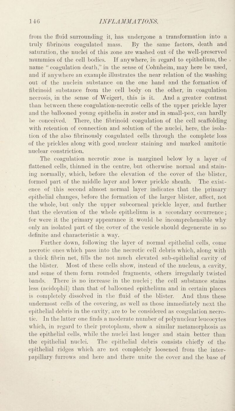 from the fluid surrounding it, has undergone a transformation into a truly fibrinous coagulated mass. By the same factors, death and saturation, the nuclei of this zone are washed out of the well-preserved mummies of the cell bodies. If anywhere, in regard to epithelium, the name “ coagulation death,” in the sense of Cohnheim, may here be used, and if anywhere an example illustrates the near relation of the washing out of the nuclein substance on the one hand and the formation of fibrinoid substance from the cell body on the other, in coagulation necrosis, in the sense of Weigert, this is it. And a greater contrast than between these coagulation-necrotic cells of the upper prickle layer and the ballooned young epithelia in zoster and in small-pox, can hardly be conceived. There, the fibrinoid coagulation of the cell scaffolding with retention of connection and solution of the nuclei, here, the isola¬ tion of the also hbrinously coagulated cells through the complete loss of the prickles along with good nuclear staining and marked amitotic nuclear constriction. The coagulation necrotic zone is margined below by a layer of flattened cells, thinned in the centre, but otherwise normal and stain¬ ing normally, which, before the elevation of the cover of the blister, formed part of the middle layer and lower prickle sheath. The exist¬ ence of this second almost normal layer indicates that the primary epithelial changes, before the formation of the larger blister, affect, not the whole, but only the upper subcorneal prickle layer, and further that the elevation of the whole epithelium is a secondary occurrence; for were it the primary appearance it would be incomprehensible why only an isolated part of the cover of the vesicle should degenerate in so definite and characteristic a way. Further down, following the layer of normal epithelial cells, come necrotic ones which pass into the necrotic cell debris which, along with a thick fibrin net, fills the not much elevated sub-epithelial cavity of the blister. Most of these cells show, instead of the nucleus, a cavity, and some of them form rounded fragments, others irregularly twisted bands. There is no increase in the nuclei; the cell substance stains less (acidophil) than that of ballooned epithelium and in certain places is completely dissolved in the fluid of the blister. And thus these undermost cells of the covering, as well as those immediately next the epithelial debris in the cavity, are to be considered as coagulation necro¬ tic, In the latter one finds a moderate number of polynuclear leucocytes which, in regard to their protoplasm, show a similar metamorphosis as the epithelial cells, while the nuclei last longer and stain better than the epithelial nuclei. The epithelial debris consists chiefly of the epithelial ridges which are not completely loosened from the inter- papillary furrows and here and there unite the cover and the base of