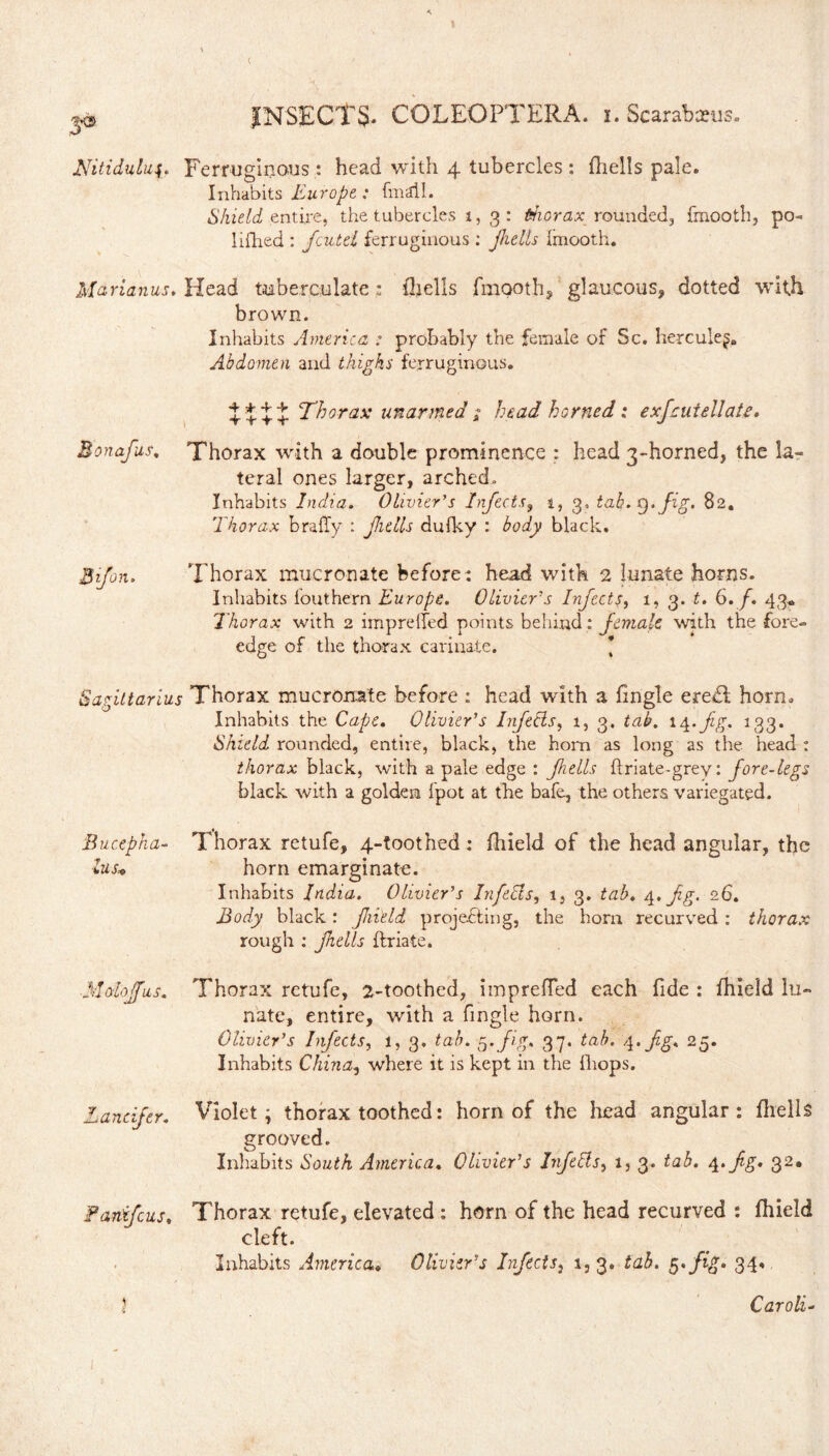 \ ( ^ INSECTS. COLEOPTERA. i. Scarabaeus. Nitidului, Ferruginous : head with 4 tubercles : {hells pale. Inhabits Europe,: fmtfll. Shield entire, the tubercles 1, 3 : Morax rounded, fmooth, po- lifhed : fcutel ferruginous : fells Imooth. Marianus. Head tuberculate; fhells fmooth, glaucous, dotted with brown. Inhabits America : probably the female of Sc. hercule^» Abdomen and thighs ferruginous. %%%% Thorax unarmed ; head horned; exjcuiellate. Bonafus. Thorax with a double prominence : head 3-horned, the la- teral ones larger, arched. Inhabits India. Olivier’s Infects9 i, 3, tab. Q. fig. 82, Thorax brally : fulls dufky : body black. Bifon. Thorax mucronate before: head with 2 lunate horns. Inhabits fouthem Europe. Olivier’s Infects, 1, 3. t. 6. /. 43* Thorax with 2 imprelfed points behind : female with the fore- edge of the thorax carinate. * Sagittarius Thorax mucronate before : head with a fingle ere£t horn. Inhabits the Cape. Olivier’s Infects, 1, 3. tab. 14-fg. 133. Shield rounded, entire, black, the horn as long as the head : thorax black, with a pale edge : fells flriate-grey: fore-legs black with a golden Ipot at the bafe, the others variegated. Thorax retufe, 4-toothed: fhield of the head angular, the horn emarginate. Inhabits India. Olivier’s InfeSls, 1, 3. tab. 4. fg. 26. Body black: field projecting, the horn recurved : thorax rough : fells ftriate. Thorax retufe, 2-toothed, iinpreffed each fide : fhield lu¬ nate, entire, with a fingle horn. Olivier’s Infects, 1, 3. tab. 5. fig. 37. tab. 4. fg. 25. Inhabits China, where it is kept in the lliops. Violet; thorax toothed: horn of the head angular: fhells grooved. Inhabits South America. Olivier’s InfeCis^ l, 3. tab. 4. fg. 32, Thorax retufe, elevated : horn of the head recurved : fhield cleft. Inhabits America,„ Olivier’s Infects, 1, 3. tab. 5./^. 34. Caroli- Bucepka Zus* M doff us. Lancifer. Fanifcus. J A