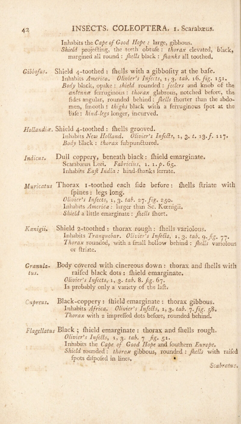 Inhabits the Cape of Good Hope : large, gibbous. Shield projecting, the teeth obtufe : thorax elevated, black* margined all round : jhtlls black : jhanks all toothed. Gibbofus. Shield 4-toothed : fhells with a gibbofity at the bafe. Inhabits America. Olivier's Infects, 1*3. tab. 16. fig. 151. Body black, opake : shield rounded : feelers and knob of the antennae ferruginous : thorax glabrous, notched before, the fides angular, rounded behind: jhells fhorter than the abdo¬ men, fmooth : thighs black with a ferruginous fpot at the bafe: hind-levs longer, incurved. O O J Hollandice. Shield 4-toothed : fhells grooved. Inhabits New Holland. Olivier's Infeffs, 1, 3. t. 13,f. 117» Body black : thorax fubpunftured. Indicus. Dull coppery, beneath black: fhield emarginate. Scarabaeus Leei. Fabricius, 1. 1 ,p. 65.. Inhabits Eajl Lidia : hind-fhanks ferrate. Muricatus Thorax 1-toothed each tide before: {hells flriate with fpines: legs long. Olivier's Infects, 1, 3, tab. 27.fig. 250. Inhabits America : larger than Sc. Kcenigih Shield a little emarginate : faells fhort. , Shield 2-toothed : thorax rough : fhells variolous. Inhabits Transuebar. Olivier's Infelis, 1, 3. tab. ty.fg. 77. 7 horax rounded, with a fmall hollow behind : Jhells variolous or flriate. Body covered with cinereous down : thorax and fhells with railed black dots : fhield emarginate. Olivier’s Infects^ 1, 3. tab. S.fg. 67. Is probably only a variety of the lafiti Cupreus. Black-coppery : fhield emarginate : thorax gibbous. Inhabits Africa. Olivier’s IrfeEis, 1, 3. tab. 7. fig. 589 Thorax with 2 impreffed dots before, rounded behind. Flagellatus Black ; fhield emarginate : thorax and fhells rougln Olivier's InfeEls, 1,3. tab. 7 fg. 51. Inhabits the Cape of Good Hope and fouthern Europe. Shield rounded: thorax gibbous, rounded : Jhells with railed fpots difpofed in lines, * Koenigii, Granula- tus* Scabratus.