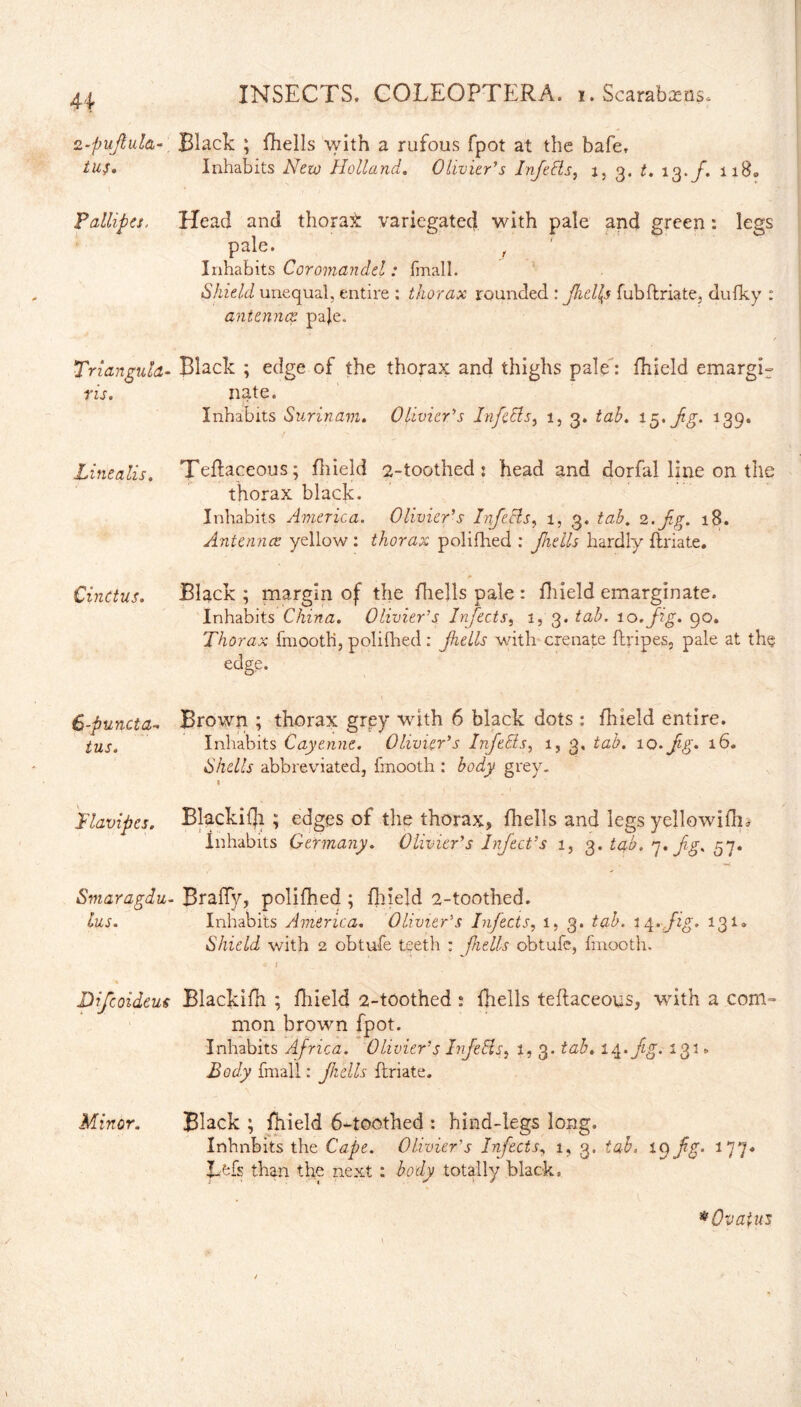 2-pujlula- Black ; fhells with a rufous fpot at the bafe. tus. Inhabits New Holland. Olivier's Infetts, i, 3. t. 13. f. n80 Fallipes, Head and thorax variegated with pale and green: legs pale. , Inhabits Coromandel: fmall. Shield unequal, entire : thorax rounded : fields fubftriate, dufky : antennae pa}e. Triangula- Black ; edge of the thorax and thighs pale: fhield emargir ris. nate. Inhabits Surinam. Olivier's InfeEls, i, 3. tab. 1 5* fg* 1394 Linealis. Teftaceous; fhield 2-toothed: head and dorfal line on the thorax black. Inhabits America. Olivier’s Infects, 1, 3. tab. 2,Jig, 18. Antennas yellow: thorax polifhed : fiells hardly ftriate. Cinctus. Black ; margin of the fhells pale : fhield emarginate. Inhabits China. Olivier’s Infects, 1, 3. tab. 10.fig, 90. Thorax fmootB, polifhed: fhells with crenate ftripes, pale at the edge. 6-puncta- Brown ; thorax grey with 6 black dots : fhield entire. ius. Inhabits Cayenne. Olivier’s Inf ells, 1, 3, tab. iQ.jig. 16, Shells abbreviated, fmooth : body grey. 1 JFlavipes. Bkckifji ; edges of the thorax, fhells and legs yellowifk Inhabits Germany. Olivier’s Infect’s 1, 3. tab. 7. fgh 57. Smaragdu- Brally, polifhed ; fhield 2-toothed. Ius. Inhabits America. Olivier’s Infects, 1, 3. tab. 14. fig. 131« Shield with 2 ohtufe teeth : fhells obtufe, fmooth. * j •% - Difcoideus Blackifh ; fhield 2-toothed : fhells teftaceous, with a com¬ mon brown fpot. Inhabits Africa. Olivier’s InfeEls, 1,3. tab. 14• fg. 131 > Body fmall: fhells ftriate. Minor. Bkck ; fhield 6-toothed : hind-legs long. Inhabits the Cape. Olivier’s Infects, 1, 3. tab. 19 fg. 177* Lefs than the next : body totally black» * Ovatus