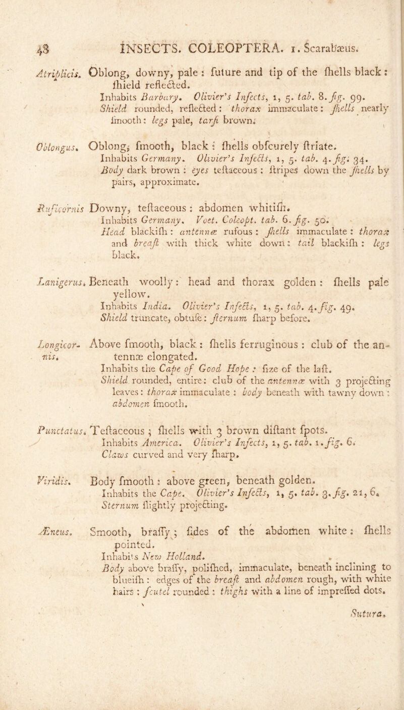 Atriplicis. Oblong, downy, pale : future and tip of the fliells black t fhield reflected. Inhabits Barbary. Olivier's Infects, 1, 5. tab. S.fg. 99. Shield rounded, reflected: thorax immaculate: fidls neatly iinooth: legs pale, tarf brown. 1 • • • * Oblongas. Oblong, fmooth, black : fhells obfcurely flriate. Inhabits Germany. Olivier's Injetts, 1, 5. tab. 4. figi 34. ifody dark brown : eyw teftaceous : (tripes down the Jiiells by pairs, approximate. Ihificornis Downy, teftaceous : abdomen whitifh. Inhabits Germany, Pcei. Coleopt. tab. C.fg. 50. Head blackilh: antenna rufous : fidls immaculate : thoraci and breaf. with thick white down: tail blackifh : legs black. Lanigeras, Beneath woolly : head and thorax golden : fhells paie yellow. Inhabits India. Olivier's Infecls, 1, 3. tab. 4* fig* 49« Shield truncate, obtufc: fernum fharp before. Languor- Above fmooth, black : fhells ferruginous : club of the an- siis. tennie elongated. Inhabits the Cape of Good Hope • fize of the laft. Shield rounded, entire: club of the antennae with 3 projecting leaves : thorax immaculate : body beneath with tawny down : abdomen fmooth. Punctatus. Teftaceous ; fhells with 3 brown diftant fpots. Inhabits America. Olivier's Infects, 1, 5. tab. 1 *fig* 6, Claws curved and very fharp. Viridis. Body fmooth : above green, beneath golden. Inhabits the Cape. Olivier's Infecls, 1, 5. tab. 3 .fig. 21, 6a Sternum (lightly projecting. AEneus. Smooth, brally ; fides of the abdomen white: fhells pointed. Inhabits New Roll ana. » - Body above brally, polifhed, immaculate, beneath inclining to blueifh : edges of the breaf and abdomen rough, with white hairs : fcutel rounded : thighs with a line of imp relied dots. Sutura*