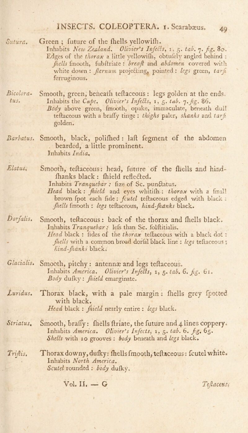 49 Sutura. Bicolora- tus. Barbatus. Elatus, Glacialis. Luridus. Striatus. Triftis. * Green ; future of the fhells yellowifh. Inhabits New Zealand. Olivier’s Injects, i, rj. 7. Jg. 80, Edges of the thorax a little yellowifh, obtufely angled behind : Jhells fmooth, fubftriate : breajl and abdomen covered with white down : Jlernum proje&ing. pointed: legs green, tarji ferruginous. Smooth, green, beneath teftaceous: legs golden at the ends. Inhabits the Cape. Olivier’s InfeEls, 1, 5. tab. 7.Jg. 86. Body above green, fmooth, opake, immaculate, beneath dull, teftaceous with a braffy tinge : thighs paler, shanks and tar ft golden. Smooth, black, polifhed : laft fegment of the abdomen . bearded, a little prominent. Inhabits India. Smooth, teftaceous: head, future of the fhells and hind- fhanks black : fhield refledted. Inhabits Tranquebar ; fize of Sc. punftatus. Head black: Jhield and eyes whitifh : thorax with a final!, brown fpot each fide : fcutel teftaceous edged with black ; Jhells fmooth : legs teftaceous, hind-Jhdnks black. Smooth, teftaceous: back of the thorax and fhells black. Inhabits Tranquebar: lefs than Sc. folftitialis. Head black : lides of the thorax teftaceous with a black dot : Jhells with a common broad dorfal black line : legs teftaceous ; hind-fianks black. Smooth, pitchy : antennas and legs teftaceous. Inhabits America. Olivier’s Infells, 1, 5. tab. 6. Jg. 61. Body dufky : Jhield emarginate. Thorax black, with a pale margin : fhells grey {potted with black. Head black : Jhield nearly entire : legs black. Smooth, braffy: fhells ftriate, the future and 4 lines coppery. Inhabits America. Olivier’s Injects, 1, 5. tab. 6. Jg. 65. Shells with 10 grooves : body beneath and legs black» Thorax downy, dufky: fhells fmooth, teftaceous: fcutel white* Inhabits North America. Scutel rounded : body dufky,