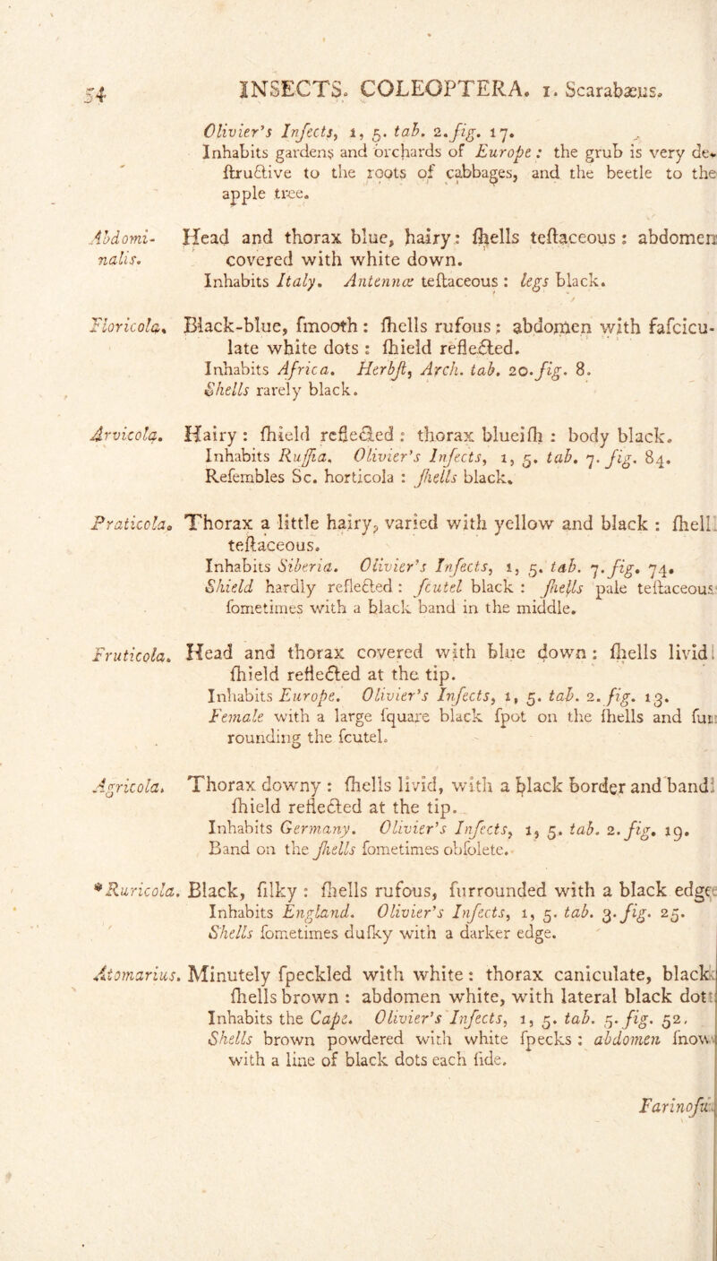 • V .1 » V. Olivier’s Infects, i, 5. tab. 2. fig. 17. Inhabits gardens and orchards of Europe : the grub is very de. ffcruflive to apple tree, the roqts of cabbages, and the beetle to the ibdomi- Head and thorax blue, hairy : fhells teflaceous : abdomen nalis* covered with white down. Inhabits Italy. Antennae teflaceous : legs black. 27loricola% Black-blue, fmooth : fhells rufous; abdomen with fafcicu- late white dots : fhield reflected. Inhabits Africa. Herbjl, Arch. tab. 20.fig. 8» Shells rarely black. Arvicola. Hairy: fhield remedied: thorax blueifh : body black. Inhabits Ruffia, Olivier’s Infects, 1, 5, tab. 7. fig. 84. Refembles Sc. horticola : fiells black. Praticoldo Thorax a little hairy, varied with yellow and black : fhell teflaceous. Inhabits Siberia. Oliviers Infects, 1, 5. tab. 7. fig» 74« Skidd hardly reflefted : fcutel black : flefts pale teflaceous fometimes with a black band in the middle. Fruticola. Head and thorax covered with blue down: fhells livid fhield reflected at the tip. Inhabits Europe. Olivier’s Infects, i, 5. tab. 2. fig. 13. Female with a large fquare black fpot on the ihells and fun rounding the fcutel. Agricola. Thorax downy : fhells livid, with a black border and band! fhield remedied at the tip. Inhabits Germany. Olivier’s Infects, 1, 5. tab. 2. fig. 19. Band on the fiells fometimes obfolete. * Ruricola. Black, filky : fhells rufous, furrounded with a black edge Inhabits England. Olivier’s Infects, 1, 5. tab. 3. fig. 25. Shells fometimes dufky with a darker edge. Atomarius. Minutely fpeckled with white: thorax caniculate, black fhells brown : abdomen white, with lateral black dot: Inhabits the Cape. Olivier’s Infects, 1, 5. tab. 5. fig. 52, Shells brown powdered with white fpecks : abdomen fnov with a line of black dots each fide. Earinofi