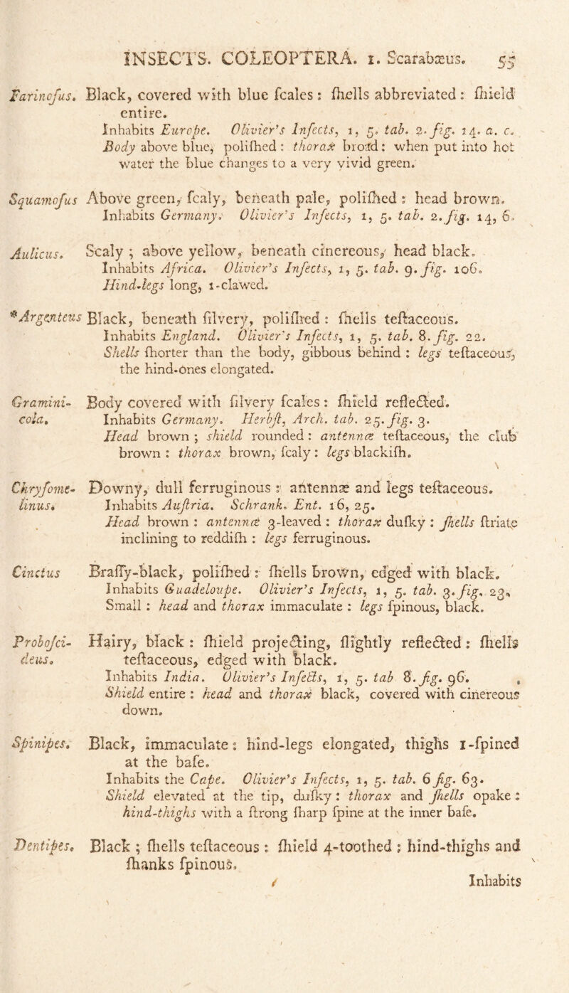 o Farincfus. Black, covered with blue Jfcalcs : (hells abbreviated : fhield entire. Inhabits Europe. Olivier’s Infects, 1, 5» tab. 2. fig. 14. a. c. Body above blue, polifhed : thorax brotfd: when put into hot water the blue changes to a very vivid green. Squamofus Above green* fcaly, beneath pale, polifhed : head brown. Inhabits Germany. Olivier’s Injects, 1, 5. tab. 2.fig. 14, 6. Aulicus. s caly ; above yellow, beneath cinereous/ head black» Inhabits Africa. Olivier’s Infects, 1, 5, 9. fig. 106» Blind Atgs long, 1-clawed. * Argenteus Black, beneath filvery, polifhed : (hells teftaceous. Inhabits England. Olivier's Infects, 1, 5. tab. 8. fig. 22. Shells (horter than the body, gibbous behind : legs teftaceous', the hind-ones elongated. , Gramini- Body covered with filvery fcaies : fhield remedied. cola. Inhabits Germany. Herbf, Arch. tab. 25. fig. 3. Head brown ; shield rounded: antennas teftaceous, the club' brown: thorax brown, fcaly: blackifh. \ Chryfomt- Downy, dull ferruginous r antennae and legs teftaceous. Unusi Inhabits Avcjtria. Schrank. Ent. 16,25. Head brown : antennae 3-leaved : thorax dufky : Jkells ftriatp inclining to reddifh : legs ferruginous. Cincius Brady-black, polifhed : fhells Brown, edged with black. Inhabits Guadeloupe. Olivier’s Infects, 1, 5. tab. 3. fig. 23* Small : head and thorax immaculate : legs fpinous, black. Prohojci- Hairy, black : fhield projedling, flightly reflected: (hells deus. teftaceous, edged with black. Inhabits India. Olivier’s Infetls, 1, 5. tab Z.fig.igG» , Shield entire : head and thorax black, covered with cinereous down. Spinipts. Black, immaculate: hind-legs elongated, thighs i-fpined at the bafe. Inhabits the Cape. Olivier’s Infects, 1, 5. tab. 6 fig. 63. Shield elevated at the tip, dufky: thorax and fhells opake: hind-thighs with a ftrong fharp fpine at the inner bafe. > Black ; (hells teftaceous : fhield 4-toothed ; hind-thighs and (hanks fpinous. / Inhabits