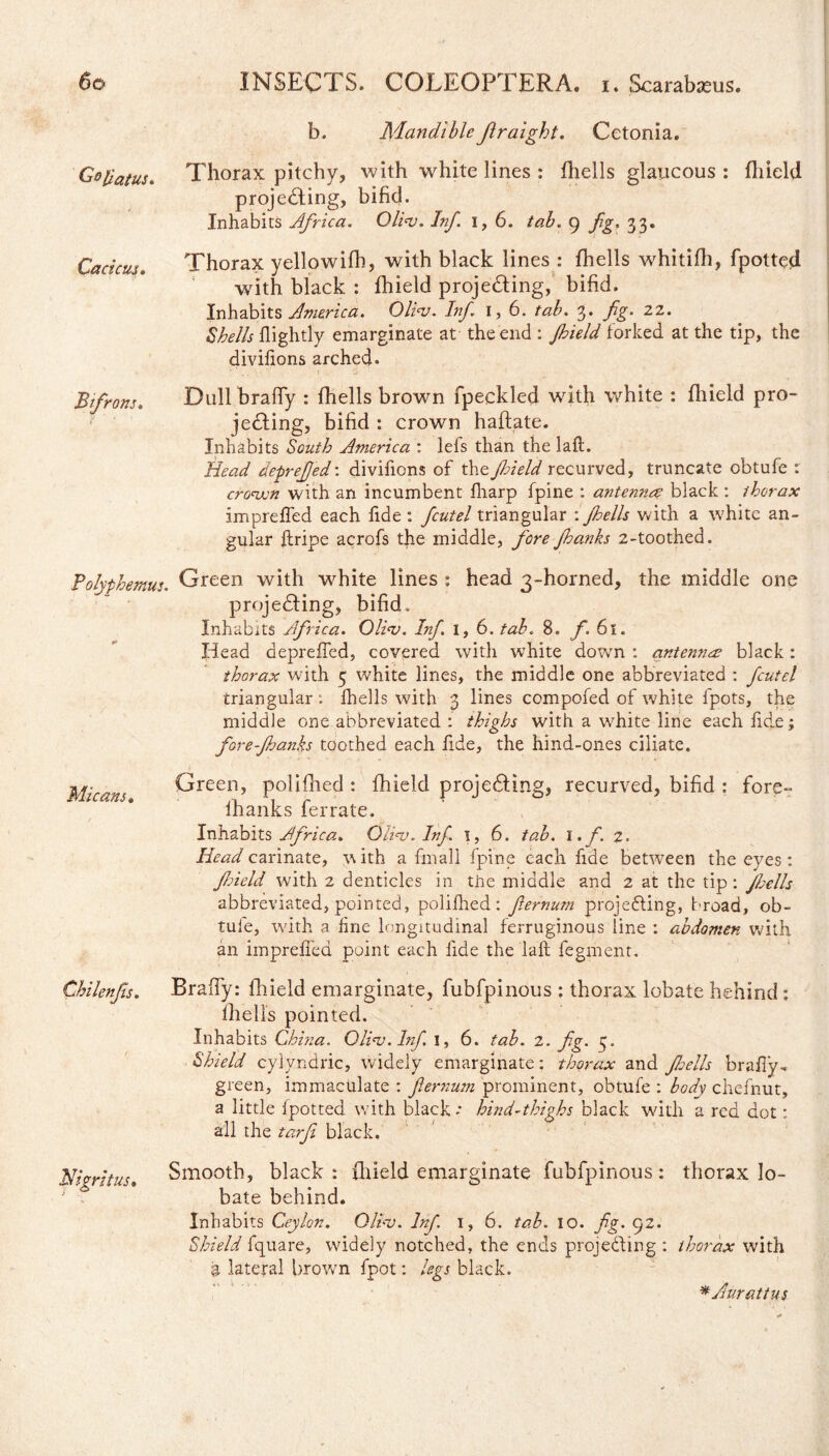 b. Mandible ftraight. Cetonia. Gepatus. Thorax pitchy, with white lines : fhells glaucous : fhield projecting, bifid. Inhabits Africa. Oli<v. Inf. i, 6. tab. 9 fg. 33. Caricus» Thorax yellowifh, with black lines : fhells whitifh, fpotted with black : fhield projecting, bifid. Inhabits America. Qli<v. Inf 1, 6. tab. 3. fg. 22. Shells fiightly emarginate at the end : Jbield forked at the tip, the divifions arched. Bifrons. Dull brafTy : fhells brown fpeckled with white : fhield pro¬ jecting, bifid : crown haftate. Inhabits South America : lefs than the laft. Head deprefed'. divifions of the. field recurved, truncate obtufe : crown with an incumbent fharp fpine : antenna black : thorax impreffed each fide : fcutel triangular : fells with a white an¬ gular ftripe acrofs the middle, fore fanks 2-toothed. Polyphemus. Green with white lines : head 3-horned, the middle one projecting, bifid. Inhabits Africa. Oli<v. Inf. 1, 6. tab. 8. f. 6l. Head depreffed, covered with white down : antennae black: thorax with 5 white lines, the middle one abbreviated : fcutel triangular : fhells with 3 lines compofed of white fpots, the middle one abbreviated : thighs with a white line each fide; fore fanks toothed each fide, the hind-ones ciliate. Micans. Green, polifhed : fhield projecting, recurved, bifid : fore- lhanks ferrate. Inhabits Africa. Olini. Inf. 1, 6. tab. 1. f. 2. Head carinate, w ith a fmall fpine each fide between the eyes: field with 2 denticles in the middle and 2 at the tip : fells abbreviated, pointed, polifhed: fernum projecting, broad, ob- tuie, with a fine longitudinal ferruginous line : abdomen with an impreffed point each fide the laft fegment. Chilenfis. Braffy: fhield emarginate, fubfpinous : thorax lobate behind : fhells pointed. Inhabits China. Olinj.lnf I, 6. tab. 2. fg. Shield cylyndric, widely emarginate: thorax and fells braffy-. green, immaculate : fernum prominent, obtufe : body chefnut, a little fpotted with black * hind-thighs black with a red dot: all the tarfi black. Nigrit us. Smooth, black: fhield emarginate fubfpinous: thorax lo¬ bate behind. Inhabits Ceylon. Olhv. Inf. 1, 6. tab. IO. fg. 92. Shield fquare, widely notched, the ends projecting : thorax with g lateral brown fpot: legs black. * Aur at t us