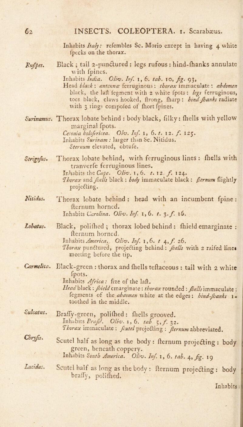 Inhabits/Wy: refembles Sc. Morio except in having 4 white fpecks on the thorax. Rufipes. Black ; tail 2-punCtured : legs rufous : hind-fhanks annulate with fpines. Inhabits India. Olios. Inf. I, 6. tab. TO, fig. 93, Head black : antennas ferruginous : thorax immaculate : abdomen black, the laid legment with 2 white fpots : legs ferruginous, toes black, claws hooked, ftrong, (harp: hindfihanks radiate with 3 rings competed of lhort fpines. 8urinamus. Thorax lobate behind : body black, filky: (hells with yellow marginal fpots. Cetonia holofericea. Olo). Inf. 1, 6. t. 12. f. ICC. Inhabits Surinam: laiger than Sc. Nitidus. Sternum elevated, obtufe. Strigofus• Thorax lobate behind, with ferruginous lines : (hells with tranverfe ferruginous lines. Inhabits the Cape. Olio). 1,6. t. 12 fi. 124. ‘Thorax and Jhells black : body immaculate black : [ternum (lightly projecting. Nitidus. Thorax lobate behind : head with an incumbent fpine * (ternum horned. Inhabits Carolina. Olhv. hfi. 1,6. t. 3'fi. Lobatm. Black, polilhed ; thorax lobed behind : (liield emarginate : (ternum horned. Inhabits America. Olio). Infi. 1,6. t 4,f. 26. Thorax punCtured, projecting behind: Jhells with 2 railed line* meeting before the tip. Carmina. Black-green : thorax and (hells teftaceous : tail with 2 white fpots. Inhabits Afirica: fize of the laft. Head black : fihield emarginate: thorax rounded : Jhells immaculate ; fegments of the abdomen white at the edges: hind-Jhanks I - toothed in the middle. ■Sakai us. Cbryjts. Lucidus. Braffy-green, polilhed : (hells grooved. Inhabits Brafif. Olhv. 1, 6. tab $,fi. 32. Thorax immaculate : ficutel projecting : fiernum abbreviated. Scutel half as long as the body: fiernum projecting : body green, beneath coppery. Inhabits South America. Olioj. Infi. 1, 6. tab. 4, fig. 19 Scutel halt as long as the body : fternum proje&ing : body braify, polilhed. ^ Inhabits •