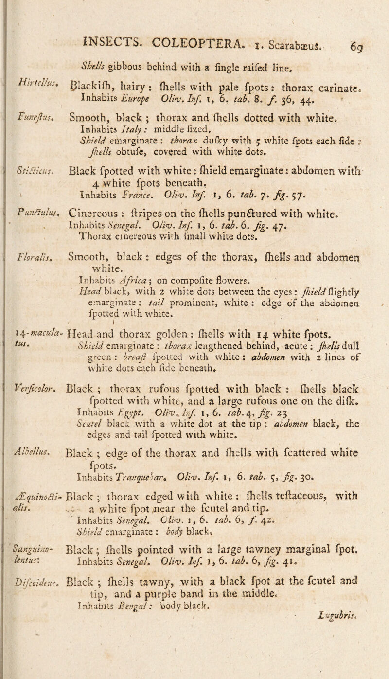 Hirtcl/us» Funejius» 1 Stidicus. ii; Fundulus. Floralis» 14- macula- tus. Verjtcclor. Albellus. JE quino di¬ alis. Sanguino¬ lentus: D if;ql deus. INSECTS. COLEOP i ERA. 1. Scarabaeus, 69 gibbous behind with a fingle raifed line, Blackifh, hairy: fhells with pale fpots: thorax carinate* Inhabits Europe Olios. Inf. i, 6. 8. y. 36, 44. Smooth, black ; thorax and fhells dotted with white. Inhabits iWy : middle lized. Shield emarginate : thorax dufky with 5: white fpots each fide : Jhells obtufe, covered with white dots. Black fpotted with white: fhield emarginate: abdomen with 4 white fpots beneath, Inhabits France. Ollv. Inf. 1, 6. tab. 7. fig. 57. Cinereous : flripes on the fhells pundlured with white. Inhabits Senegal. Olios. Inf. 1, 6. tab. 6. fig. 47. Thorax cinereous with final l white dots. Smooth, black : edges of the thorax* fhells and abdomen white. Inhabits Africa; on compofite flowers. Head black, with 2 white dots between the eyes : fhield flight!/ emarginate: tail prominent, white : edge of the abdomen fpotted with white. Head and thorax golden : fhells with 14 white fpots. Shield emarginate : thorax lengthened behind, acute: Jhells dull green : hreafi fpotted with white : abdomen with. 2 lines of white dots each fide beneath. Black ; thorax rufous fpotted with black : fhells black fpotted with white, and a large rufous one on the difk. Inhabits Egypt. Olioo^Inf 1, 6. tab.A-, fig. 23 Scutel black with a white dot at the tip : abdomen black, the edges and tail fpotted with white. , . 1 Black ; edge of the thorax and fhells with fcattered white fpots. Inhabits Tranquebar» Olios. Inf I, 6. tab. 5, fig. 30. Black; thorax edged with white: fhells teftaceous, with a white fpot near the fcutel and tip. Inhabits Senegal. Olios. 1,6. tab. 6, J. 42. Shield emarginate : body black. Black; fhells pointed with a large tawney marginal fpot. Inhabits Senegal. Olios. Inf. 3,6. tab. 6, fig. 43. Black ; fhells tawny, with a black fpot at the fcutel and tip, and a purple band in the middle. Inhabits Bengal: body black, * • Lugubris.