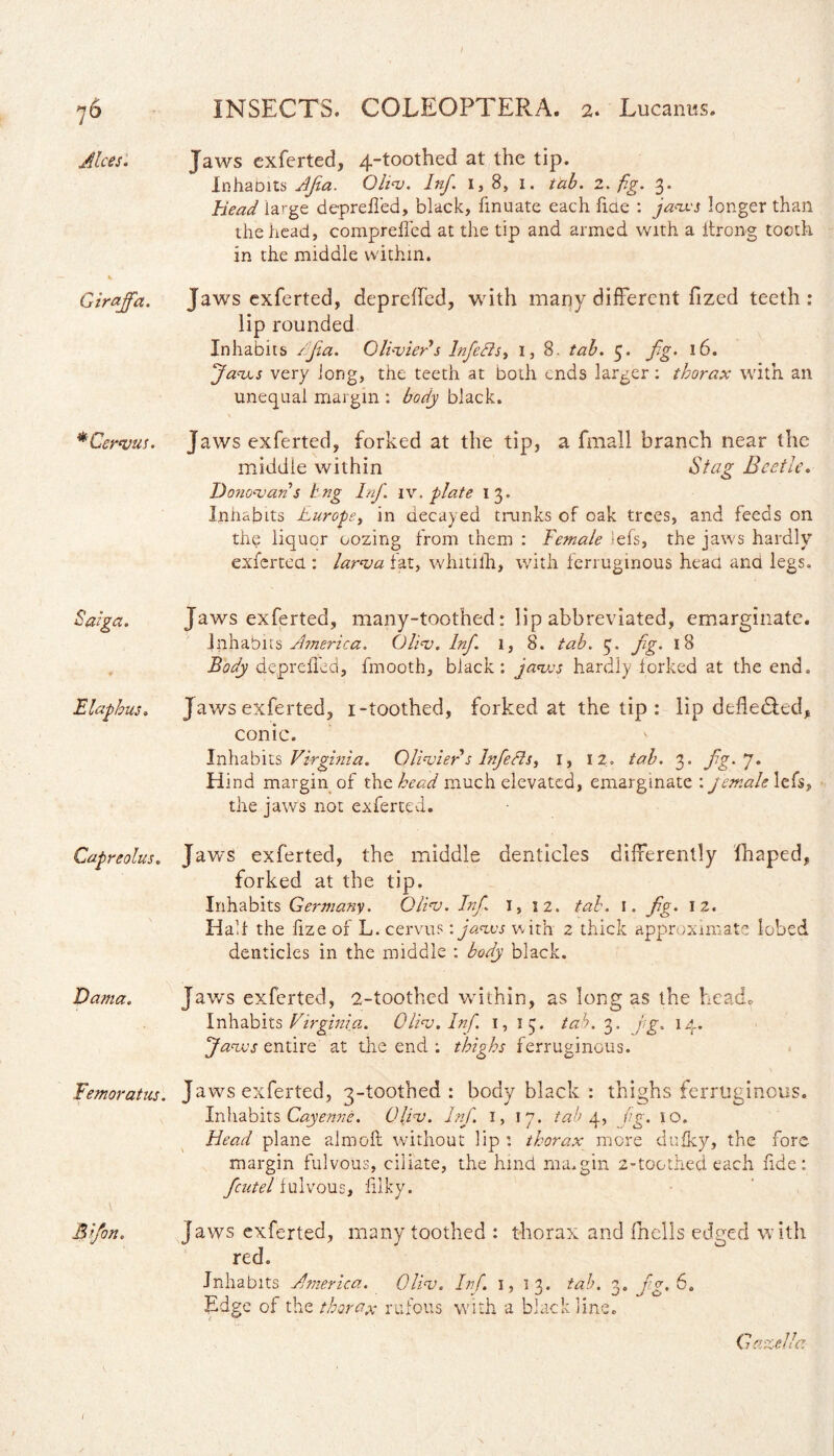 7& Alces. Girajfa. * Cervus. Saiga. E lap bus. Capreolus. Dama. Temo rat us. Elfon. INSECTS. COLEOPTERA. 2. Lucanus. Jaws exferted, 4-toothed at the tip. Inhabits Afia. Oliv. Inf. i, 8, i. tab. 2. Eg. 3. head la>-ge deprefied, black, finuate each fiae : jaws longer than the head, comprefied at the tip and armed with a itrong tocth in the middle within. Jaws exferted, depreffed, with many different fized teeth: lip rounded Inhabits /fa. Olivier s Inf efts, 1,8. tab. 5. fg. 16. Jaws very long, the teeth at both ends larger; thorax with an unequal margin ; body black. Jaws exferted, forked at the tip, a fmall branch near the middle within Stag Beetle. Donovans hng Inf. iv. plate 13. Inhabits Europe, in decayed trunks of oak trees, and feeds on the liquor oozing from them : Female iefs, the jaws hardly exferted.: larva fat, whitifh, with ferruginous head ana legs. Jaws exferted, many-toothed: lip abbreviated, emarginate. inhabits America. Oliv. Inf. 1, 8. tab. 3. fg. 18 Body deprefied, fmooth, black: jaws hardly forked at the end. Jaws exferted, 1-toothed, forked at the tip : lip defle&ed, conic. Inhabits Virginia. Olivier s Infefts, 1, 12. tab. 3. fg. 7. Hind margin of the head much elevated, emarginate : female lefs, the jaws not exferted. Jaws exferted, the middle denticles differently fhaped, forked at the tip. Inhabits Germany. Oliv. Inf 1,12. tab. I. fg. 12. Half the fize of L. cervus: jaws with 2 thick approximate lobed denticles in the middle : body black. Jaws exferted, 2-toothed within, as long as the head» Inhabits Virginia. Oliv. Inf. 1,13. tab. 3. fg. 14. favos entire at the end : thighs ferruginous. Jaws exferted, q-toothed : body black : thighs ferruginous. Inhabits Cayenne. Oliv. Inf 1, 17. tab 4, jig. 10. Head plane almofl without lip : thorax more dufky, the fore margin fulvous, ciliate, the hind ma.gin 2-toothed each fide: fcutel fulvous, filky. Jaws exferted, many toothed : thorax and fhells edged with red. Inhabits America. Oliv. Inf. 1,13. tab. 3. fg, 6. Edge of the thorax rufous with a black line. 77 (? azeltc?