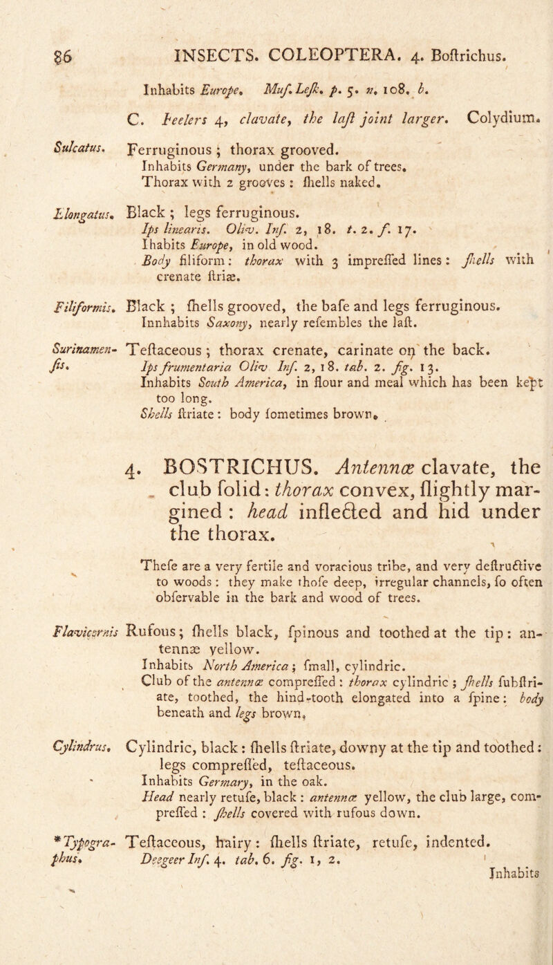 Inhabits Europe, MufLefk. p. 5. n, 108. b. C. Feelers 4, clavate, the laft joint larger. Colydium* Sulcatus. Ferruginous ; thorax grooved. Inhabits Germany, under the bark of trees. Thorax with 2 grooves: fhells naked. Elongates, Black ; legs ferruginous. Ips linearis. Oli<v. Inf. 2, 18. t. 2, f. 17. I habits Europe, in old wood. Body filiform: thorax with 3 imprefled lines: fells with crenate ftriae. Filiformis. Flack ; fhells grooved, the bafe and legs ferruginous. Innhabits Saxony, nearly refembles the laft. Surinamen- Teftaceous; thorax crenate, carinate on the back. fa. Ips frumentaria Olios Inf 2, 1 8. tab. 2. fig. I 3. Inhabits South America, in flour and meal which has been ke^t too long. Shells ftriate : body fometimes brown* 4. BOSTRICHUS. Antennae clavate, the * club folid: thorax convex, flightly mar¬ gined : head inflefted and hid under the thorax. Thefe are a very fertile and voracious tribe, and very deftruttive to woods: they make thofe deep, irregular channels, fo often obfervable in the bark and wood of trees. Flavicomis Rufous; fhells black, fpinous and toothed at the tip: an¬ tennas yellow. Inhabits North America', fmall, cylindrie. Club of the antennae compreffed : thorax cylindrie ; fhells fubflri- ate, toothed, the hind-tooth elongated into a fpine: body beneath and legs brown? Cylindrus, Cylindrie, black: fhells ftriate, downy at the tip and toothed; legs compreffed, teftaceous. Inhabits Germary, in the oak. Head nearly retufe, black : antennce yellow, the club large, com¬ preffed : fhells covered with rufous down. *Typogra- Teftaceous, hairy: {hells ftriate, retufe, indented. phus, Deegeer Inf 4. tab. 6. fg. 1, 2. Inhabits