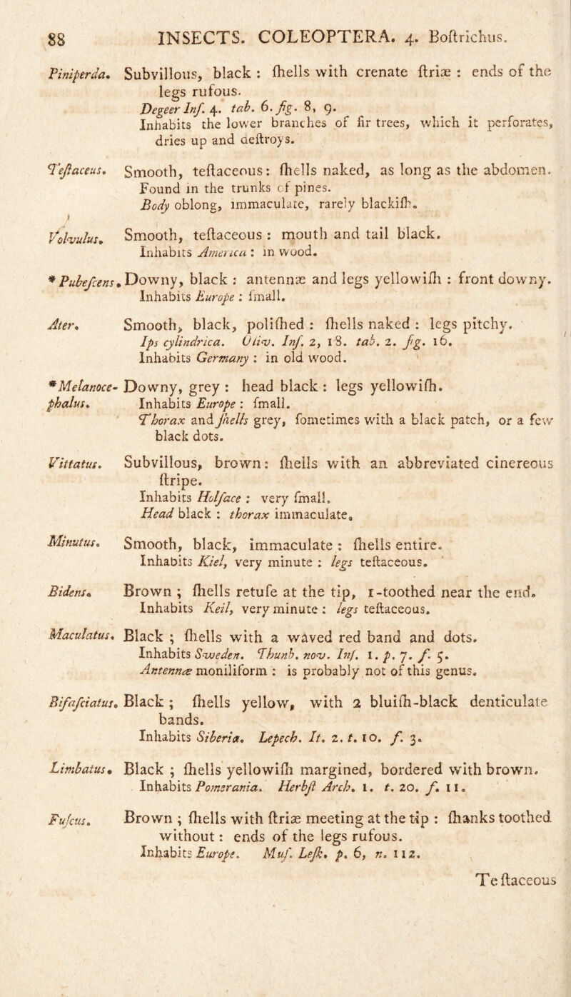 Piniperda. Subvillous, black : (hells with crenate ftriae : ends of the legs rufous. Hegeer Inf. 4* tab. 6. fg. 8, 9. Inhabits the lower branc hes of fir trees, which it perforates, dries up and aeftroys. Tefaceus. Smooth, teftaceous: fhells naked, as long as the abdomen. Found in the trunks of pines. Body oblong, immaculate, rarely blackifh. I Volvulus, Smooth, teftaceous : mouth and tail black. Inhabits America : in wood. *Pubefcens* Downy, black : antennae and legs yellowifh. : front downy. Inhabits Europe : fmall. Ater* Smooth, black, polifhed : fhells naked : legs pitchy. Ips cylindrica. O/iv. Inf. 2, 18. tab. 2. fg. 16. Inhabits Germany : in old wood. *Melanoce- Downy, grey : head black : legs yellowifh. phalus. Inhabits Europe : fmall. Thorax andJhelh grey, fometimes with a black patch, or a few black dots. Vittatus. Subvillous, brown: fhells with an abbreviated cinereous ftripe. Inhabits Holface : very fmall. Head black : thorax immaculate. Minutus. Smooth, black, immaculate : fhells entire. Inhabits Kiel, very minute : legs teftaceous. Bidens* Brown ; fhells retufe at the tip, 1-toothed near the end» Inhabits Keil, very minute: legs teftaceous. Maculatus. Black ; fhells with a waved red band and dots. Inhabits Sweden. Ihunb. nov. Inf. 1. p. 7. f. 5. Antennrs monilifortn : is probably not of this genus. Bifafciatus. Black ; fhells yellow, with 2 bluifh-black denticulate bands. Inhabits Siberia. Lepech. It. 2.1.10. f. 3« Limbatus• Black ; fhells yellowifh margined, bordered with brown. Inhabits Pomerania. Herbjl Arch. 1. t. 20. f, 11. Fufcus. Brown ; fhells with (Iris meeting at the tip : fhanks toothed without: ends of the legs rufous. Inhabits Europe. Muf Lef;, p, 6, n. 11 z. Teftaceous