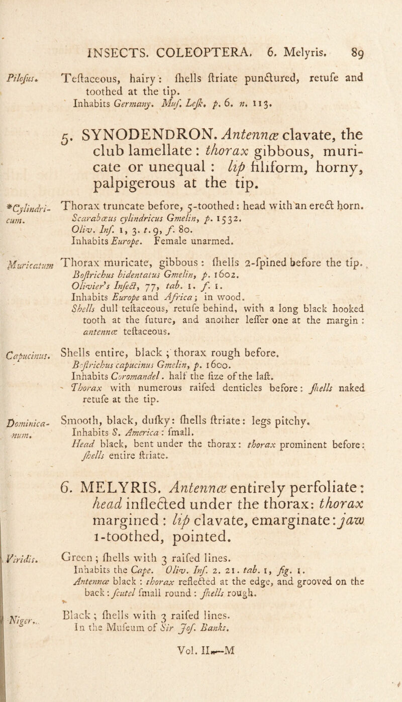 Pilcfus* Teftaceous, hairy : fhells ftriate pun&ured, retufe and toothed at the tip. Inhabits Gersnany. Mufi Lejh, p. 6. n, 113« SYNODENDRON. Antennce clavate, the club lamellate : thorax gibbous, muri¬ cate or unequal : lip filiform, horny, palpigerous at the tip. * Cylindri- Thorax truncate before, 5-toothed: head with an eredl horn. cum. Scarabaeus cylindricus Gmelin, p. 1532. Olios. Inf. 1, 3. t.g, f. 80. Inhabits Europe. Female unarmed. Muricatum Thorax muricate, gibbous : fhells 2-fpined before the tip. v B of rich us bidentatus Gmelin, p. 160 2. OHosiers Infed, 77, tab. 1. f. 1. Inhabits Europe and Africa; in wood. Shells dull tellaceous, retufe behind, with a long black hooked tooth at the future, and another leffer one at the margin : antennae, tellaceous. Capucinus. Shells entire, black ; thorax rough before, Bof richus capucinus Gmelin, p. 1600. Inhabits Coromandel. half the lxze of the laft. ' Thorax with numerous raifed denticles before: Jhells naked retufe at the tip. Dominica- Smooth, black, dulky: fhells ftriate: legs pitchy. ■num. Inhabits S. America', fmall. Head black, bent under the thorax: thorax prominent before: Jhells entire ftriate. 6. MELYRIS. Antenna? entirely perfoliate: head inflected under the thorax: thorax margined : lip clavate, emarginate:jaw, 1-toothed, pointed. Viridis. Green ; fhells with 3 raifed lines. Inhabits the Cape. Olios. Inf. 2. 21. tab. t, fig. 1. Antennae black : thorax reftefted at the edge, and grooved on the back : fcutel fmall round : jhells rough. ,*r- Black; fhells with 3 raifed lines. In the Mufeum of Sir Jofi Banks. Vol. IIw—M