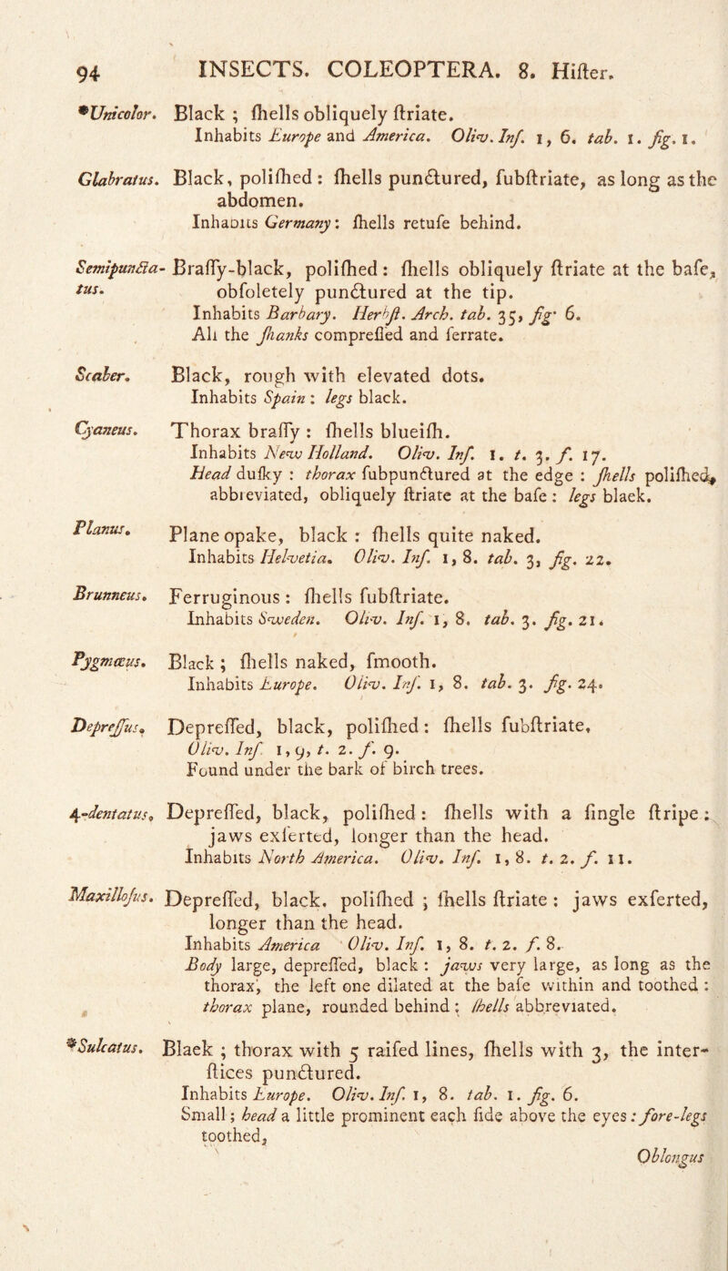 •Unicolor. Black; fhells obliquely ftriate. Inhabits Europe and America. Olios. Inf. i, 6. tab. i. fg. i. Glabrat us. Black, polifhed : fhells punctured, fubftriate, as long as the abdomen. Inhaous Germany, fhells retufe behind. Semipunfia- Braffy-black, polifhed : fhells obliquely ftriate at the bafe, tus* obfoletely punctured at the tip. Inhabits Barbary. Herbjt. Arch. tab. 33, fg' 6. All the flanks comprefled and ferrate. Scaler. Black, rough with elevated dots. Inhabits Spain : legs black. Cyaneus. Thorax brafty r fhells blueifh. Inhabits New Holland. Olios. Inf. I. t. 3. f. 17. head dufky : thorax fubpundtured at the edge : Jhells polifhed* abbieviated, obliquely ftriate at the bafe: legs blaek. Planus. Plane opake, black: fhells quite naked. Inhabits Helvetia. Olios. Inf. 1, 8. tab. 3, fg. 22. Brunneus. Ferruginous : fhells fubftriate. Inhabits Sweden. Olios. Inf 1, 8. tab. 3. fg. 21. Pygmceus. Black ; fhells naked, fmooth. Inhabits Burope. Olios. Inf i, 8. tab. 3. fg. 24. Deprejfus. Deprefted, black, polifhed: fhells fubftriate. Olio). Inf 1, 9, /. 2. f. 9. Found under the bark of birch trees. ^-dentatus* Deprefted, black, polifhed: fhells with a fingle ftripe; jaws exferted, longer than the head. Inhabits North America. Olios. Inf 1,8. t. z. f. II. Maxillojus. Deprefted, black, polifhed ; fhells ftriate : jaws exferted, longer than the head. Inhabits America Olios. Inf. 1,8. t. 2. f. 8. Body large, deprefted, black : jaws very large, as long as the thorax, the left one dilated at the bafe within and toothed : thorax plane, rounded behind: fhells abbreviated. ®Sulcatus. Blaek ; thorax with 5 raifed lines, fhells with 3, the inter-* ftices pundfured. Inhabits Europe. Olios. Inf. 1, 8. tab. 1. fg. 6. Small; head a little prominent each fide above the eyes: fore-legs toothed. Oblongus