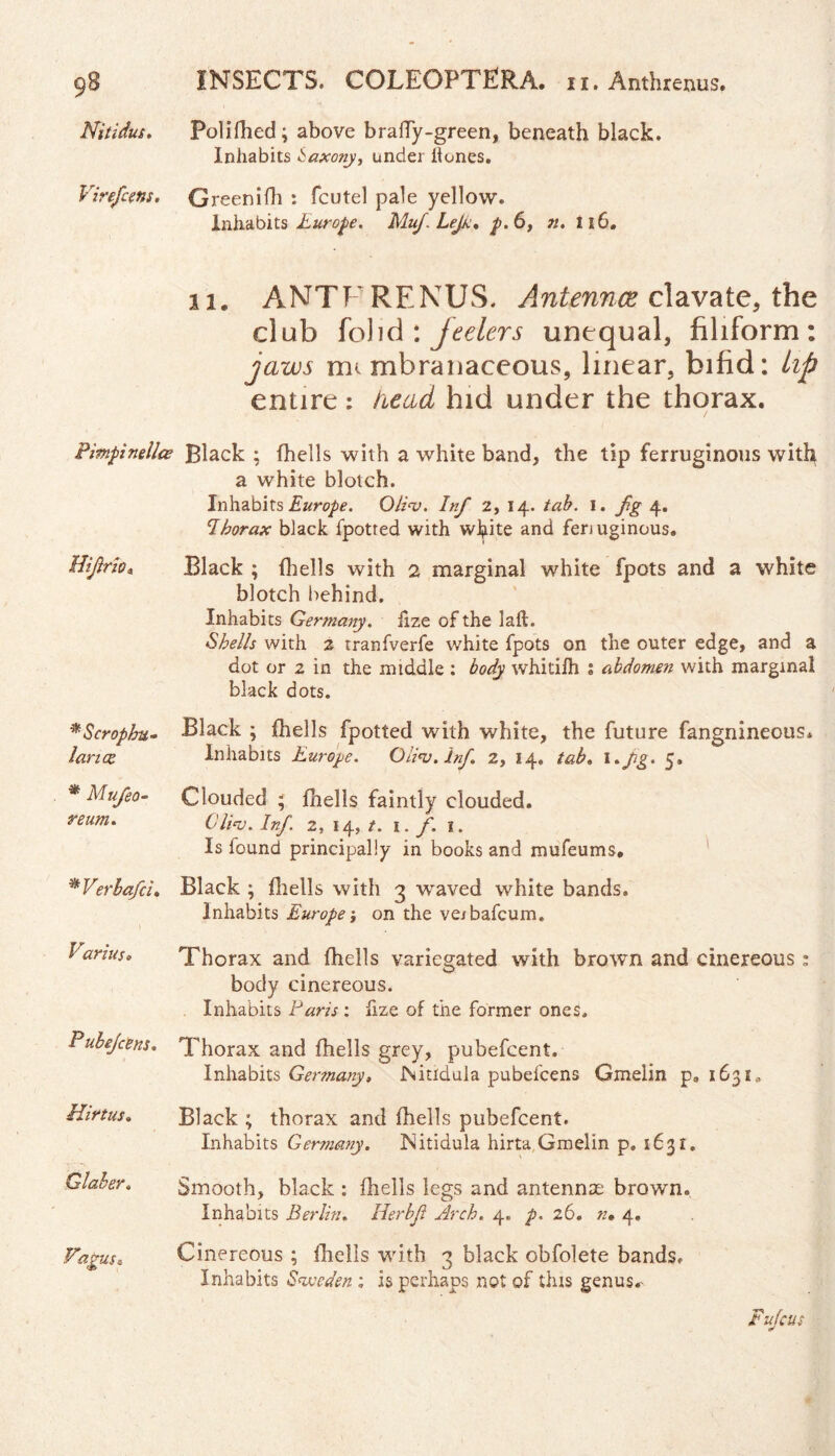 Nitidus. Polifhed; above braffy-green, beneath black. Inhabits Saxony, under Hones. Vire/cm. Greenifh *. fcutel pale yellow. Inhabits Europe. Mufi.Lefi. p.6, 71. 116. ii. ANTFRENUS. Antennas clavate, the club folid : feelers unequal, filiform: jaws rm mbranaceous, linear, bifid: lip entire: head hid under the thorax. Pimpinellae Black ; (hells with a white band, the tip ferruginous with a white blotch. Inhabits Europe. Olinj. Inf 2, 14. tab. 1. fig 4. Ihorax black fpotted with white and fenuginous. Hifirio. Black ; (hells with 2 marginal white fpots and a white blotch behind. Inhabits Germany. fize of the laft. Shells with 2 tranfverfe white fpots on the outer edge, and a dot or 2 in the middle : body whitilh 1 abdomen with marginal black dots. *Scrophu- Black ; (hells fpotted with white, the future fangnineous. lance. Inhabits Europe. Glinj.lnf. 2, 14. tab. 1 .fig. 5. * Mufeo- Clouded ; (hells faintly clouded. reum. Clino. Infi. 2, 14, /. 1. f. 1. Is found principally in books and mufeums, *Verbafci. Black ; (hells with 3 wTaved white bands. Inhabits Europe; on the ve/bafcum. Varius* Thorax and (bells variegated with brown and cinereous: body cinereous. Inhabits Paris: fize of the former ones. P ulejcens. Thorax and (hells grey, pubefcent. Inhabits Germany> Isitidula pubefcens Gmelin p9 1631* Hirtus. Glaber. Black ; thorax and (hells pubefcent. Inhabits Germany. Nitidula hirta Gmelin p. 1631. Smooth, black : (hells legs and antenna; brown. Inhabits Berlin. Herbfi Arch. 4. p. 26. n* 4. Cinereous ; (hells with 3 black obfolete bands. Inhabits Sweden ; is perhaps not of this genus.- Fufcus
