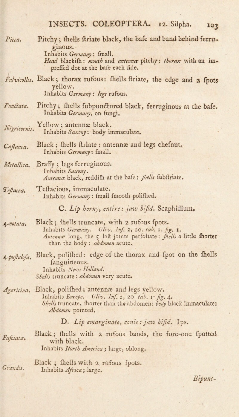 ginous. Inhabits Germany: fmall. Head blackifh : month and antennae pitchy: thorax with an im- prefled dot at the bafe each fide. Fuhicollis. Black; thorax rufous: (hells iflriate, the edge and 2 fpots yellow. Inhabits Germany: legs rufous. Pun ft at a. Pitchy; (hells fubpundhired black, ferruginous at the bafe. Inhabits Germany, on fungi. tit * . . Yellow; antennae black. igricorms. inhabits Saxony: body immaculate. Cafianea. Black ; (hells (Iriate : antennte and legs chefnut, Inhabits Germany: fmall. Metallica. Brady ; legs ferruginous. Inhabits Saxony. Antennae black, reddifh at the bafe: Jhells fubftriate. Tefacea, Teflacious, immaculate. Inhabits Gerinany. imail fmooth polifhed. I C. Lip horny, entire: jaw bifid. Scaphidiom* 1 j^-notata. Black ; (hells truncate, with 2 rufous fpots. Inhabits Germany. Oli-v. Inf. 2, 20. tab. l.fig. I. Antennrs long, the 5 laft joints perfoliate: jhells a little (horter than the body : abdomen acute. 4pnjlulofc*. Black, polifhed: edge of the thorax and fpot on the (hells fanguirieous. Inhabits New Holland. Shells truncate: abdomen very acute* Jgaricina. Black, polifhed: antennas and legs yellow. Inhabits Europe. Oli<v. Inf. 2, 20 tab. 1 'fig. 4. Shells truncate, (horter than the abdomen: body black immaculate^ Abdomen pointed. Faficiata* D. Lip emarginate, conic: jaw bifid. Ips. Black; (hells with 2 rufous bands, the fore-one fpotted with black. Inhabits North America; large, oblong. Black ; (hells with 2 rufous fpots. Grandis. Inhabits Africa; large. Bipunc