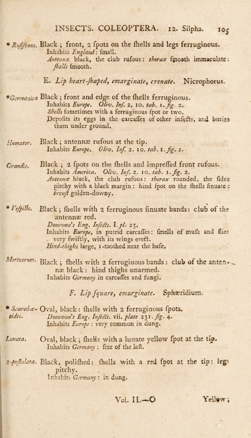 • Ruffrom. Black ; front, 2 fpots on the fhells and legs ferruginous. Inhabits England: final 1. Antennae black, the club rufous: thorax fgiooth immaculate; Jhells fmooth. r E. Lip heart-Jhaped, emarginate, erenate. Nicrophorus. 9Germanica Black ; front and edge of the (hells ferruginous. Inhabits Europe. Oli<v. Inf, 2, IO. tab. i»fig. 2. i$Ae/Zr fometimes with a ferruginous fpot or two. jDepolits its eggs in the carcaffes of other infers, and buries them under ground. Humator. Black; antennce rufous at the tip. Inhabits Europe. /»/i 2. io. tab. 2. Grandis. Black ; 2 fpots on the fhells and imprefTed front rufous. Inhabits America. Qliv. Inf. 2. IO. tab. I .fig. 2. Antennae black, the club rufous: thorax rounded, the fide§ pitchy with a black margin: hind fpot on the fhells hnuate : bread golden-downy. 9 Vefpillo. Black; fhells with 2 ferruginous fmuate bands; club of the antennae red. Do7io--vans Eng. Infedls. I .pi. 23, Inhabits Europe, in putrid carcaffes: fmells of mufk and (lies very fwiftly, with its wrings erefh Hind-thighs large, 1 -toothed near the bafea Mortuorum. g|ac]r ♦ fhells with 2 ferrugiuous bands ; club of the anten* ^ me black : hind thighs unarmed. Inhabits Germany in carcaffes and fungi. F. Lip fquarey emarginate. Sphaeridium. * Scar abac- Oval, black; fhells with 2 ferruginous fpots* oides. Dono-vans Erg. Injects. vii. plate 20,1. fig. 4» Inhabits Europe : very common in dung. Lunata. Oval, black ; fheltls with a lunate yellow fpot at the tip» Inhabits Germany : fize of the lad. 2 -pv ft id at a. Black, polifhed: fhells with a red fpot at the tip; legs pitchy. Inhabits Germany : in dung. Yellow; Vol. II.—o
