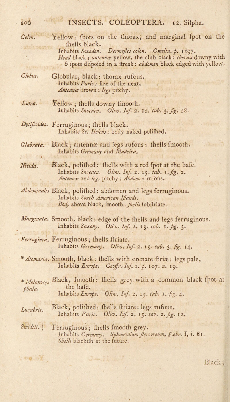 Colon. Yellow: fpots on the thorax, and marginal fpot on the fhells black. Inhabits Sweden. Dermefes colon. Cmelin. p. 1597* Head black ; antennae yellow, the club black : thorax downy with 6 fpots difpofed in a ftreak: abdomen black edged with yellow. Globus. Globular, black: thorax rufous. Inhabits Paris: fize of the next. Antenna brown : legs pitchy. / / Lutea. Yellow; fhells downy fmooth. Inhabits Sweden. Olios. Inf. 2. 12. tab. 3.fig. 28. Dytifcoides. Ferruginous; fhells black. Inhabits St. Helens: body naked polifhed. \ Glabrata. Black ; antennae and legs rufous : fhells fmooth. Inhabits Germany and Madeira, e , Nitida. Black, polifhed: fhells with a red fpot at the bafe. Inhabits Sweden. Olios. Inf 2. 15. tab. I.fg. 2. Antenna and legs pitchy : Abdomen rufous. Abdominalis Black, polifhed: abdomen and legs ferruginous. Inhabits South American Ifands. Body above black, fmooth: fhells fubftriate. Marginata. Smooth, black: edge of the fhells and legs ferruginous, inhabits Saxony. Olios. Inf. z, 13. tab. l .fg. 3. Ferruginea. Ferruginous; fhells ftriate. Inhabits Germany. Olios. Inf. 2. 15. tab. 3. fg. 14. % Atcmaria. Smooth, black: fhells with crenate ftriae: legs pale, Inhabits Europe. Geojfr.Iuf. 1. p. 107. n. 19. *Melanoce- Black, fmooth: fhells grey with a common black fpot-at the bafe. Inhabits Europe. Olios. Inf. 2. 15. tab. i.fg. 4. Black, polifhed: fhells flnate: legs rufous. Inhabits Pans. Olios. Inf. 2. 55. tab. 2. fg. 12. * Ferruginous ; fhells fmooth grey. Inhabits Germany. Sphaeridium Jlsrcoreum, Fair. I, i. 81. Shells blackifh at the future. phala. Lugubris. Smidtii. 1