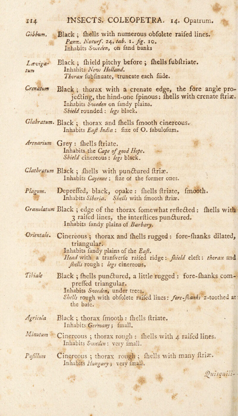 Gilbum, 1. te<vig(t* turn Crenatum 4 Glabratum. Arenarium Clathratum Plagum. Granulatum Orient ah* ‘Tibiale Agricola Minutum t \ \ Black ; Shells with numerous obfolete raifed lines. Panz. Naturfi 24, tab. 1. fig. I0a Inhabits Sweden, on land banks r $ > Black ; fhield pitchy before ; fhells fubftriate. Inhabits New Holland. Thorax fubfmuate, truncate each hide. Black ; thorax with a crenate edge, the fore angle pro* jedting, the hind-one fpinous; fhells with crenate ftrise. Inhabits Sweden on Tandy plains. Shield rounded : legs black. Black ; thorax and fhells fmooth cinereous. Inhabits Eafi India : fize of O. fabulofujn. Grey : fhells ftriate. Inhabits the Cape of good Hope. Shield cinereous: legs black. Black ; fhells with pundlured ftrias. Inhabits Cayenne : fize oi the former ones. DeprefTed, black, opake : fhells ftriate, fmooth. Inhabits Siberia. Shells with fmooth ftrian « Black ; edge of the thorax fomewhat refledled : fhells with 3 raifed lines, the interdices pundtured. Inhabits fandy plains of Barbary. Cinereous ; thorax and fhells rugged : fore-fhanks dilated, triangular. Inhabits fandy plains of the Eafi. Head with a tranfverfe raifed ridge: fhield cleft: thorax and fhells rough : legs cinereous, Black ; fhells pundlured, a little rugged : fore-fhanks com- preffed triangular. Inhabits Sweden, under trees. Shells rough with obfolete raifed lines: fore-fhanks 2-toothed at the bale. l Black ; thorax fmooth : fhells ftriate. Inhabits Germany', fmall. Cinereous ; thorax rough : fhells with 4 raifed lines. Inhabits Sweden : very imali. v Cinereous ; thorax rough ; fhells with many ftriae. Inhabits Hungary; very fmall. '*■ 6>uisQU<Hh 4