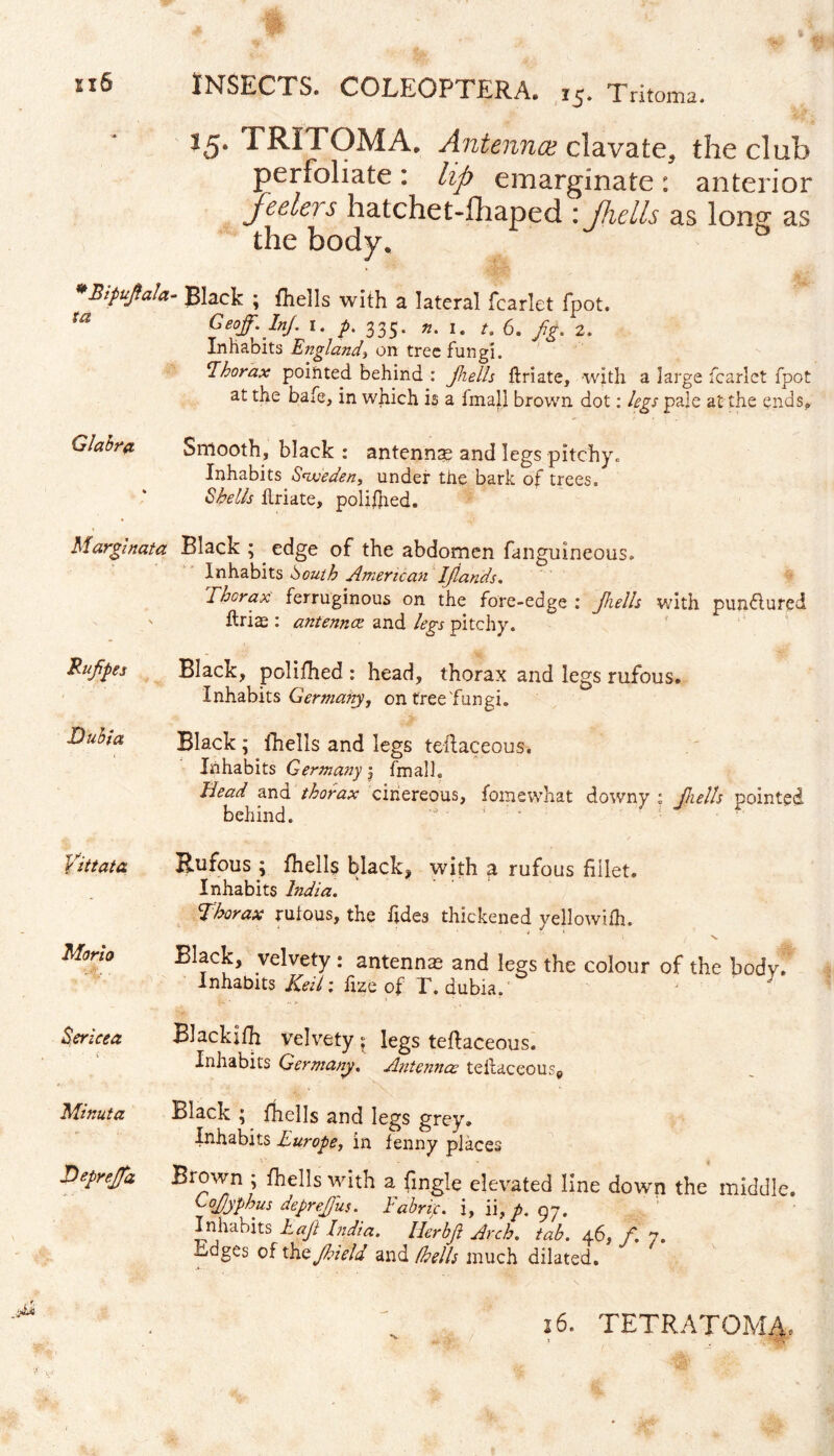 'A’‘f 116 INSECTS. COLEOPTERA. 15. Tritoma. 15. TRITOMA. Antennce clavate, the club perfoliate : lip emarginate : anterior feelers hatchet-fhaped : fiells as long as the body, *Bipufta!a- Black ; fhells with a lateral fcarlet fpot. m Geoff. Inf. 1. p. 335. 1. ti, 6. Jig. z. Inhabits England, on tree fungi. Iborax pointed behind : Jliells flriate, with a large fcarlet fpot at the bafe, in which is a fmall brown dot: legs pale at the ends,. Glabra Smooth, black : antennae and legs pitchy., Inhabits Sweden, under the bark of trees. Shells flriate, policed. Marginata Black ; edge of the abdomen fanguineous. Inhabits South American Ijlands. Thorax ferruginous on the fore-edge : Jliells with punflured ftrias : antennce and legs pitchy. Black, polifhed : head, thorax and legs rufous. Inhabits Germany, on free Pungi. Black ; fhells and legs teilaceous. Inhabits Germany j fmall. Bead and thorax cinereous, fbinewhat downy: jliells pointed behind.  ‘ Rufous ; fhells black, with a rufous fillet. Inhabits India. Thorax rufous, the fides thickened yellowifh. N. Black, velvety : antenna and legs the colour of the body. Inhabits Keih fize of T. dubia. Blackifh velvety • legs teftaceous. Inhabits Germany. Antennas teiiaceouse Rufpes Dubla Vittata Morio Sericea Minuta Depreffa Black j fhells and legs grey. Inhabits Europe, in fenny places Brown ; fhells with a fmgle elevated line down the middle ('Qjjyphus depreffus. Fabric, i, \\,p. 97. Inhabits Eajl India. Ilerbfi Arch. tab. 46, f. 7. ctdges of t\iajhield and (hells much dilated. ■M