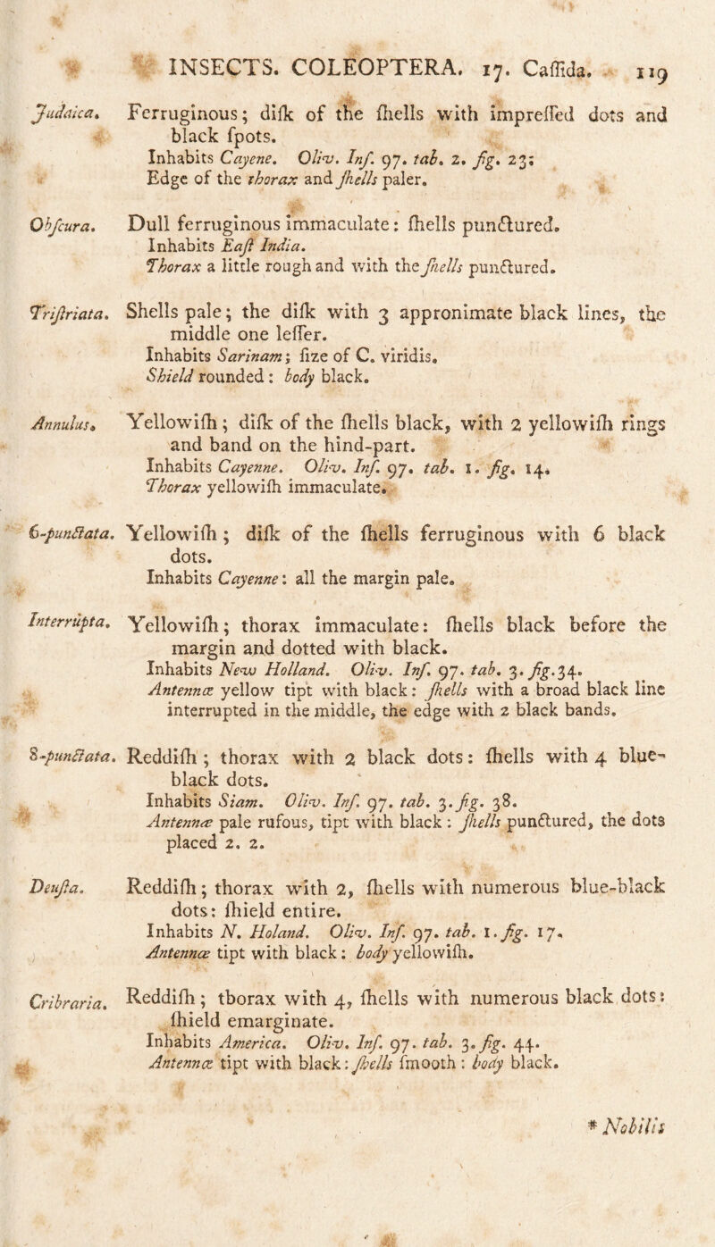 Judaica* Ob fur a. 'Trifriata. Annulus* 6-punftata. Interrupta, 8 -punctata. Deufa. ,) ■ ' ‘ Cribraria, INSECTS. COLEOPTERA. 17. Caffida. u9 Ferruginous; difk of the fliells with impreffed dots and black fpots. Inhabits Cayene. Olios. Inf. 97. 2. 23; Edge of the thorax and Jhells paler. a?''1 • ' Dull ferruginous immaculate: fhells punctured. Inhabits Eajl India. Thorax a little rough and with the faells pun&ured. Shells pale; the difk with 3 appronimate black lines, the middle one lelTer. Inhabits Sarinam; fize of C. viridis8 Shield rounded : body black. Yellowifh; difk of the fliells black, with 2 yellowifh rings and band on the hind-part. Inhabits Cayenne. Olios. Inf. 97. tab. I. flg. 14* Thorax yellowifh immaculate. Yellowifh; difk of the fhells ferruginous with 6 black dots. Inhabits Cayenne: all the margin pale. t Yellowifh; thorax immaculate: fliells black before the margin and dotted with black. Inhabits New Holland, Olios. Inf 97. tab. 3. /£•34’ Antennce yellow tipt with black: Jhells with a broad black line interrupted in the middle, the edge with 2 black bands. Reddifh ; thorax with 2 black dots: fhells with 4 blue- black dots. Inhabits Siam. Olios. Inf. 97. tab. 3-fg- 38. Antenna; pale rufous, tipt with black : jhells punflured, the dots placed 2. 2. Reddifh; thorax with 2, fhells with numerous blue-black dots: fhield entire. Inhabits N. Holand. Olios. Inf. 97. tab. l.fg. 17. Antennae tipt with black : body yellowifh. Reddifh; tborax with 4, fhells with numerous black dots: fhield emarginate. Inhabits America. Olios. Inf. 97. tab. 3. fg. 44. Antenna, tipt with black: Jhells fmooth : body black. # Nobilis