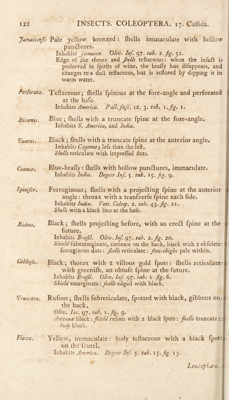 Jamaicenjts Pale yellow bronzed : fhells immaculate with hollow pundlures. Inhabits Jamaica. Ollv. Inf. 97. tab. 2. Jig. 32. Edge of 3he thorax and Jhells teftaceous: when the infett is preferved in fpirits of wine, the brafty hue difappears, and changes to a dull teftaceous, but is reftored by dipping it in warm water. * ' t i Perforata. Teftaceous; fhells fpinous at the fore-angle and perforated H at the bafe. Inhabits America. Pall.fafc. IX. 3. tab. 1 . fg. 1. Bicornis, Blue ; fhells with a truncate fpine at the fore-angle. Inhabits S. America, and India. Taurus. Black ; fhells with a truncate fpine at the anterior angle. Inhabits Cayenne$ lefs than the laft. Shells reticulate with impreft'ed dots. Cyanea0 BIue-brafTy: fhells with hollow pundlures, immaculate. Inhabits India. Degeer Inf. 5. tab. 1^. fig. 9. Spinifer. Ferruginous; fhells with a proje&ing fpine at the anterior angle : thorax with a tranfverfe fpine each fide. Inhabits India. Voet. Coleop. 2. tab. 43.fig. 21. Shells with a black line at the bafe. Bidens. Black; fhells projecting before, with an eredl fpine at the future. Inhabits Brafil. Olinj.Inf. 97. tab. 2. fig. 20. Shield fubemarginate, carinate on the back, black with 2 obfolete ferruginous dots: Jhells reticulate: fore-thighs pale within. Gibbofa. Black; thorax with 2 villous gold fpots: fhells reticulate- with greenifh, an obtufe fpine at the future. Inhabits Brafil. Qli<v. Inf. 97. tab. 1 fig. 6. Shield emarginate: jhells edged with black. Truncata. Rufous; fhells fubreticulate, fpotted with black, gibbous on the back. Oliu. Ins. 97. tab. 1 .fig. 9. Antennae black : Jhield rufous with 2 black fpots: fhells truncate : body black. Bla-vu. Yellow, immaculate: body teftaceous with a black fpot on the feu tel. Inhabits America, Degeer Inf. 5. tab. I y fig. I 3. Leucofhaa. \
