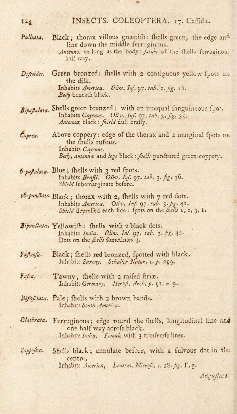 Palliata. Black ; thorax villous greenifh: fhells green, the edge an^ line down the middle ferruginous. Antennae as long as the body: Juture of the fhells ferruginous half way. Di/ccides. Green bronzed: fhells with 2 contiguous yellow foots cn the difk. Inhabits America. Oliaj. Inf. 97. tab. 2. jig. 18. Body beneath black. Bipujlulata. Shells green bronzed : v/ith an unequal fanguineous fpot. Inhabits Cayenne. Oliv. Inf. 97. tab. 3.fg. 35. Antennae black : Jhield dull braffy. 6uprea. Above coppery: edge of the thorax and 2 marginal fpots on the fhells rufous.' Inhabits Cayenne. Bodyt antennas and legs black : Jhells pundtured green-coppery . 6-pufiulata. Blue; fhells with 3 red fpots. Inhabits Brafil. Oliv. Inf. 97. tab. 3. fig* 36. Shield fubemarginate before. v6-pun8ata Black; thorax with 2, fhells with 7 red dots. Inhabits America. Oliv. Inf. 97. tab- 3. fg. 41. Shield depreffed each fide : fpots on the Jhells 1,2, 3, 1« BipunAatai Yellowifh: fhells with 2 black dots. Inhabits India. Oliv. Inf. 97. tab. 3. fg. 42. Dots on the Jhells fometimes 3. Fafluofa. Black ; fhells red bronzed, fpotted with black. Inhabits Saxony. Schaller Natur. 1. p. 259. Tufca. Tawny; fhells with 2 raifed ftrice. Inhabits Germany. Herbf. />. 51. Q, Bifafciata. Rale; fhells with 2 brown bands. Inhabits 6W/6 America. Clathrata. Ferruginous; edge round the fhells, longitudinal line and one half way acrofs black. Inhabits India. Female with 3 tranfverfe lines. Suppofta* Shells black; annulate before, with a fulvous dot in the centre. Inhabits America. Lederm. Micrcfc. t. 28. fg* F. g. AngujlaUt. /
