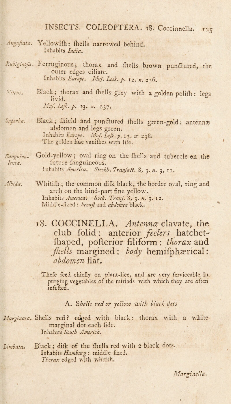 125 Angujlata. Rubivinofa. Nitens. Superba. Sanum no-. C> lenta. .Albida. Marginata. Limbata.* Yellowifh: fhells narrowed behind. Inhabits India. Ferruginous; thorax and fhells brown punctured, the outer edges ciliate. Inhabits Europe. MuJ. Lesk. p. \z. n. 236. Black; .thorax and fhells grey with a golden polifh: legs livid. Mu/. Lejk. p. 13. n. 237. Black; fhield and pundlured fliells green-gold: antennae abdomen and legs green. Inhabits Europe. Muf Lejk.p. 13. n' 238,, The golden hue vaniihes with life. > O’ Gold-yellow; oval ring on the fhells and tubercle on the future fanguineous. Inhabits America. Stcckh. Tranfatt. 8, 3. n. 3, 11. Whitifh ; the common difk black, the border oval, ring and arch on the hind-part fine yellow., Inhabits America. Sock. TranJ. 8, 3. n. 3. 12. Middle-fizcd : breaji and abdomen black. 18. COCCINELLA. Antennce clavate, the club folid: anterior feelers hatchet- iliaped, pofterior filiform: thorax and fhells margined : body hemifphserical: abdomen flat. Thefe feed chiefly on plant-lice, and are very ferviceable in purging vegetables of the miriads with which they are often infefled. A. Shells red or yellow with black dots Shells red? edged with black: thorax with a white marginal dot each fide. Inhabits South America. Black; difk of the fhells red with 2 black dots. Inhabits Hamburg : middle fized. Thorax edged with whitifh. Margined a.