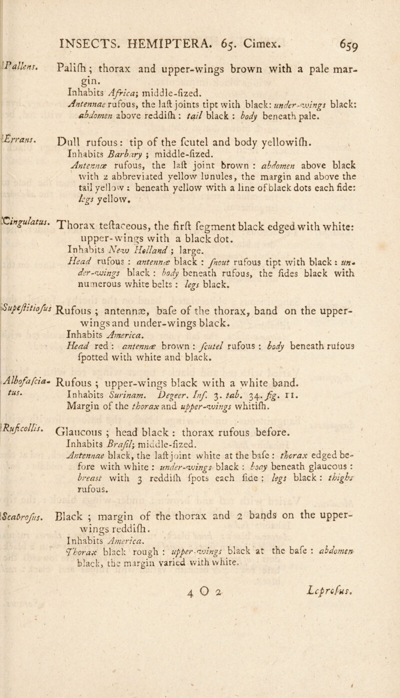 Palifh; thorax and upper-wings brown with a pale mar- gin. Inhabits Africa; middle-fized. Antennae rufous, the laft joints tipt with black: under-swings black: abdomen above reddifh : tail black : body beneath pale. Errans. Dull rufous: tip of the fcutel and body yellowifh. Inhabits Barbary ; middle-fized. Antennae rufous, the laid joint brown : abdomen above black with 2 abbreviated yellow lunules, the margin and above the tail yellow ; beneath yellow with a line of black dots each fide: legs yellow. inguatus. Thorax teftaceous, the firft fegment black edged with white: upper-wings with a black dot. Inhabits Ne-vs Holland ; large. Head rufous : antennas black : fnout rufous tipt with black: tin* der-nosings black : body beneath rufous, the fides black with numerous white belts: legs black. hupefztiofus Rufous ; antenna, bafe of the thorax, band on the upper- wings and under-wings black. Inhabits Aonerica. Head red : antennae brown : fcutel rufous : body beneath rufous fpotted with white and black. Albofafcia- Rufous ; upper-wings black with a white band. tuSm Inhabits Surinam. Degeer. Inf. 3. tab. 34.. fg. ri. Margin of the thorax and upper-nosings whitifh. Ruficolls. G]allC0uS ; head black : thorax rufous before. Inhabits Brafd\ middle-fized. Antennae black, the lafb joint white at the bafe : thorax edged be¬ fore Vvdth white : under-nosings black : ho ay beneath glaucous : breast with 3 reddifh fpots each liae : legs black: thighs rufous. ( Scabrofus. Black ; margin of the thorax and 2 bapds on the upper- wings reddifh. Inhabits America. Hhorax black rough : upper -nosings black at the bafe : abdomen- black, the margin varied with white. 4 O % Lcprcfus.