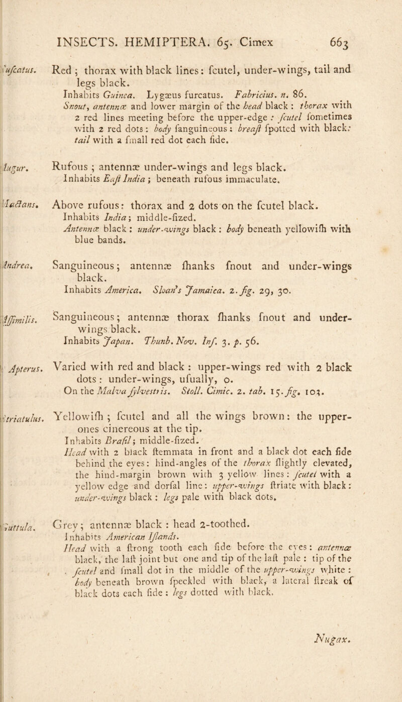 'ufcatus. Red ; thorax with black lines: fcutel, under-wings, tail and legs black. Inhabits Guinea. Lygasus furcatus. Fabricius. n. 86. Snout, antenna: and lower margin ot the head black : thorax with 2 red lines meeting before the upper-edge : fcutel iometimes with 2 red dots: body fanguineous; breaji fpotted with black: tail with a fmail red dot each fide. \ lugur. Rufous ; antenna? under-wrings and legs black. Inhabits EajlIndia ; beneath rufous immaculate. B v' / luclans* Above rufous: thorax and 2 dots on the fcutel black. Inhabits India; middle-fized. Antenna: black : under .swings black : body beneath yellowifh with blue bands. Indrea. Sanguineous; antenna? fhanks fnout and under-wings black. Inhabits America. Shari s Jamaica, z.fg. 29, 30. dfjimilis. Sanguineous; antennte thorax fhanks fnout and under¬ wings black. Inhabits Japan. Thunb. No<v. Inf. 3. p. 56. Apter us. Varied with red and black : upper-wings red with 2 black dots : under-wrings, ufually, o. On the Malva fylvestris. Stoll. Cimic. 2. tab. Ito;. r; trial ulus. Yellowifh; fcutel and all the wings brown: the upper- ones cinereous at the tip. Inhabits Brafil; middle-fized. Head with 2 black ftemmata in front and a black dot each fide behind the eyes: hind-angles of the thorax Rightly elevated, the hind-margin brown with 3 yellow lines: fcutel with a yellow edge and dorfal line: upper-swings ftriate with black: under-wings black : legs pale with black dots. 'Guttula. Grey; antennae black : head 2-toothed. Inhabits American IJlands. Head with a ftrong tooth each fide before the eyes: antennae black, the laft joint but one and tip of the lail pale : tip of the . fcutel 2nd fmail dot in the middle of the upper-wings white : body beneath brown fpeckled with black, a lateral flreak of black dots each fide : legs dotted with black. Nugax.