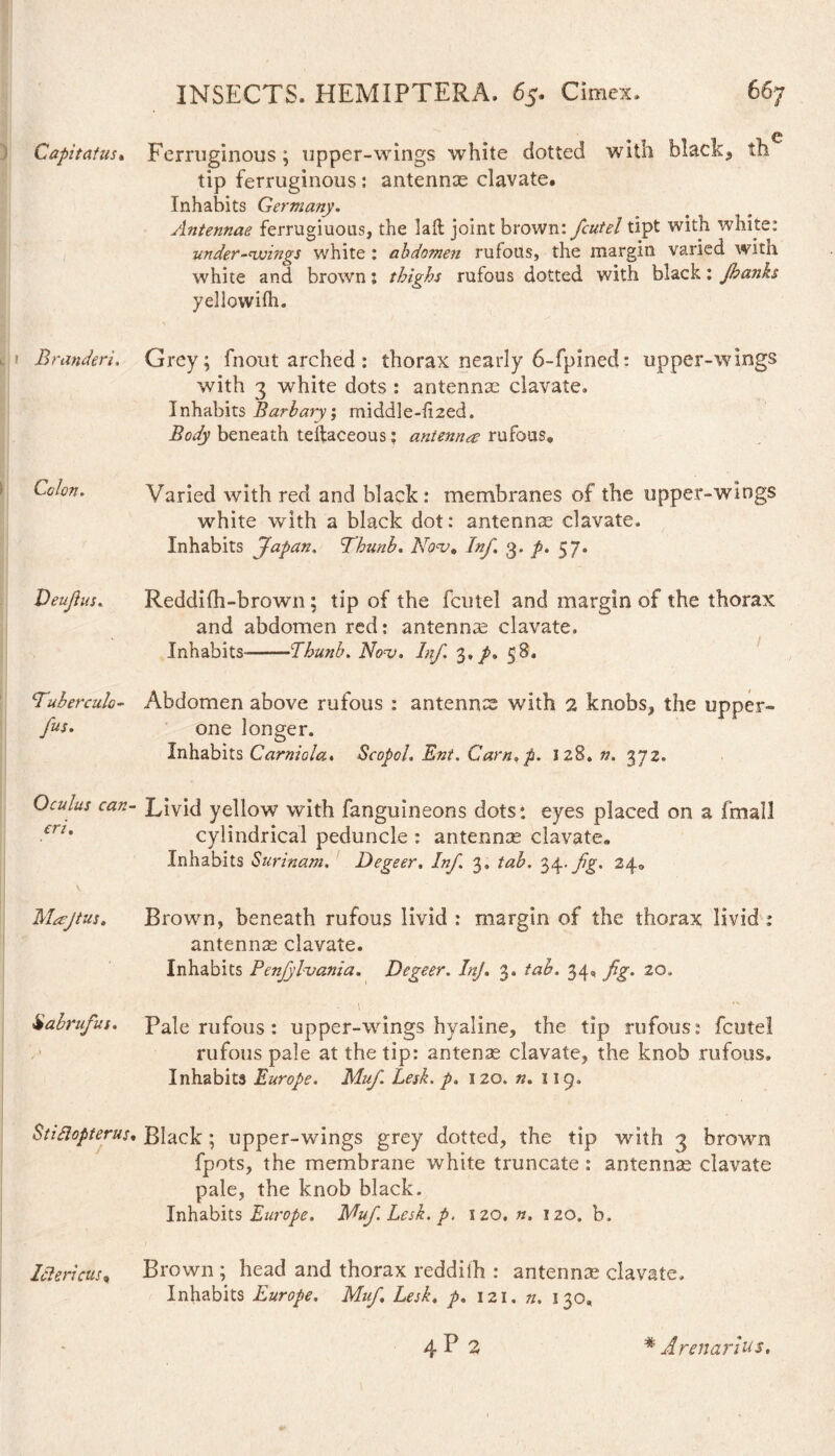 e Capitatus• Ferruginous; upper-wings white dotted with black* th tip ferruginous: antennas clavate. Inhabits Germany. Antennae ferruginous, the lafl joint brown: fcutel tipt with white: under-vuings white : abdomen rufous, the margin varied with white and brown: thighs rufous dotted with black: Jhanks yellowifh. l 1 B r underi. Grey; fnout arched: thorax nearly 6-fpined: upper-wings with 3 white dots : antennae clavate. Inhabits Barbary; middle-li2ed. Body beneath teftaceous: antenna rufous. Colon. Veujlus. 'Tuberculo- Jus. Varied with red and black: membranes of the upper-wings white with a black dot: antennas clavate. Inhabits Japan. Thunb. Nov, Inf. 3. p. 57. Reddifli-brown; tip of the fcutel and margin of the thorax and abdomen red: antennas clavate. Inhabits-Thunb. Nov. Inf 3,5 8. Abdomen above rufous : antenna with 2 knobs, the upper- one longer. Inhabits Carniola. Scopoh Ent. Carnap. 128. n. 372. Oculus can- Livid yellow with fanguineons dots: eyes placed on a (mall cylindrical peduncle : antennas clavate. Inhabits Surinam. Degeer. Inf. 3, tab. 34* fg. 24. cn. Macjtus. Brown, beneath rufous livid : margin of the thorax livid : antennse clavate. Inhabits Penjylvania. Degeer. Inf. 3. tab. 34, fig. 20. ■ ■ ■ \ Siabrufus. Pale rufous : upper-wings hyaline, the tip rufous: fcutel rufous pale at the tip: antense clavate, the knob rufous. Inhabits Europe. Muf. Lesk. p. 120. n. 119. StiSlopterus. Black ; upper-wings grey dotted, the tip with 3 brown fpots, the membrane white truncate : antennae clavate pale, the knob black. Inhabits Europe. Muf Lesk. p. 120. n. 120. b. Ictericus, Brown ; head and thorax reddilh : antenna: clavate. Inhabits Europe. Muf Lesk. p. 121. n. 130, 4P2 * Arenarius,