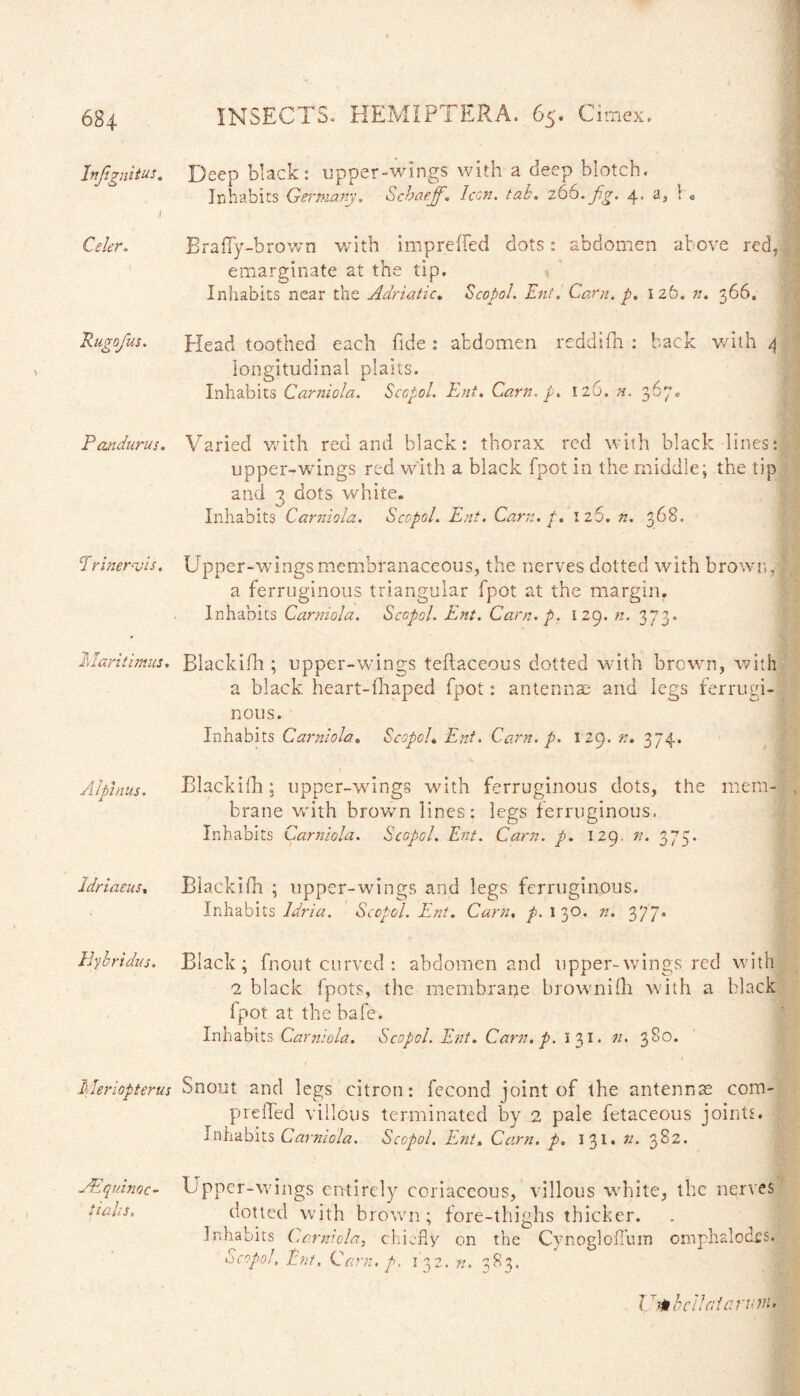 Celer. Pandurus. frinemvis. Maritimus. Alpinus. idriaeus, Hybridas. Meriopterus yE'quino c- Pahs. Deep black: upper-wings with a deep blotch. Inhabits Germany. Schaejf. Icon. tab. 266.yfg1. 4, a5 i 0 Brafly-brown with imprefled dots: abdomen above red, emarginate at the tip. Inhabits near the Adriatic. Scopol. Ent. Cam. p. 126. n. 366. Head toothed each fide : abdomen reddifh : back with 4 longitudinal plaits. Inhabits Carniola. Scopol. Ent. Cam. p. 126. n. 367. Varied with red and black: thorax red with black lines: upper-wings red with a black fpot in the middle; the tip and ? dots white. Inhabits Carniola. Scopol. Ent. Cam. p. iz5. n. 368. Upper-wings membranaceous, the nerves dotted with brown, a ferruginous triangular fpot at the margin. Inhabits Carniola. Scopol. Ent. Cam. p. 129. n. 373. Blackifh ; upper-wings teftaceous dotted with brown, with a black heart-fhaped fpot: antennae and legs ferrugi¬ nous. Inhabits Carniola. Scopol. Ent. Cam. p. 129. n. 374. Blackifh; upper-wings with ferruginous dots, the mem¬ brane with brown lines: legs ferruginous. Inhabits Carniola. Scopol. Ent. Cam. p. 129. n. 375. Blackifh ; upper-wings and legs ferruginous. Inhabits Idria. Scopol. Ent. Cam. p. 1 30. n. 377* Black; fnout curved : abdomen and upper-wings red with 2 black fpots, the membrane brownifh with a black fpot at the bafe. Inhabits Carniola. Scopol. Ent. Cam. p. I 31. 11. 380. r < Snout and legs citron: fecond joint of the antennas com- p re fled vill ous terminated by 2 pale fetaceous joints. Inhabits Carniola. Scopol. Ent% Cam. p. 131. n. 382. Upper-wings entirely coriaceous, villous white, the nerves dotted with brown; fore-thighs thicker. Inhabits Carniola, chiefly on the Cynogloflum omphalodfis. Scopol, Ent, Cam. p. 132. n. ^83, Id-fab clinic rum.