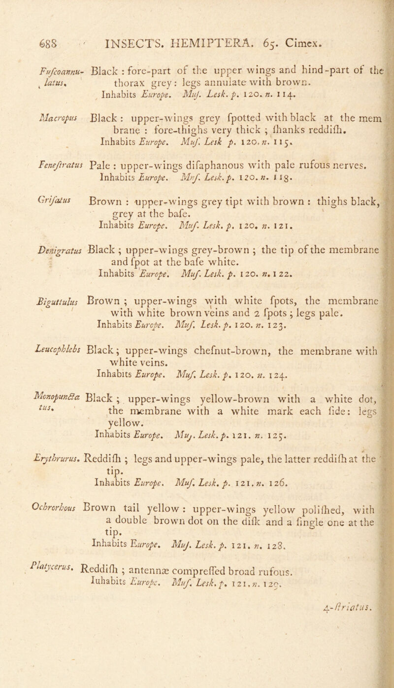 Fufeoannu- Black : fore-part of the upper wings and hind-part of the latus. thorax grey: legs annulate with brown. Inhabits Europe. Muj. Lesk. p. 12o.n. 114. Macropus Black : upper-wings grey fpotted with black at the mem brane : fore-thighs very thick ; lhanks reddifh. Inhabits Europe. Muf. Lesk p. 120,n. 115» Feneftratus Pale : upper-wings difaphanous with pale rufous nerves. Inhabits Europe. Mnf.Lesk.p. 120.«. iig. Grifaius Brown : upper-wings grey tipt with brown : thighs black, grey at the bafe. Inhabits Europe. Muf. Lesk. p. 120. n. 121. Denigrat us Black ; upper-wings grey-brown ; the tip of the membrane and fpot at the bafe white. Inhabits Europe. Muf. Lesk. p. 120. n. I 22. Biguttulus Brown ; upper-wings with white fpots, the membrane with white brown veins and 2 fpots ; legs pale. Inhabits Europe. Muf Lesk. p. 120. n. 123. Leucophlebs Black; upper-wings chefnut-brown, the membrane with white veins. Inhabits Europe. Muf. Lesk. p. 120. n. 124. Mo nopun da. Black ; upper-wings yellow-brown with a white dot, :us' the membrane with a white mark each fide: legs j yellow. Inhabits Europe. Muj. Lesk. p. 121. n. 125. *' .30 Erythrurus. Reddidi ; legs and upper-wings pale, the latter reddifh at the tip. Inhabits Europe. Muf. Lesk. p. 121. n. 126. Ochrorbous Brown tail yellow : upper-wings yellow polilhed, with a double brown dot on the difk and a finple one at the . • o tip. Inhabits Europe. Muj. Lesk. p. 121. n. 128. /W,cents. Reddifh ; antennas eomprefled broad rufous. t Iuhabits Europe. Muf Lesk. p. 121,7/. 120. A-firiatus. I