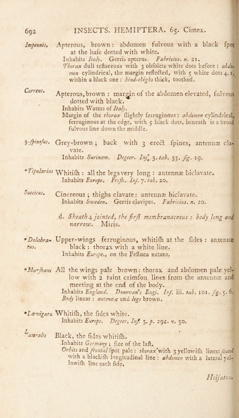 Impennis, Apterous, brown : abdomen fulvous with a black fpot at the bafe dotted with white. Inhabits Italy. Gerris apterus, Fabricius, n. 21. Thorax dull teftaceous with 3 obfolete white dots before : abdo¬ men cylindrical, the margin reflected, with 5 white dots 4.1, within ahlack one : hind-thigbs thick, toothed. Curretis, Apterous, brown : margin of the abdomen elevated, fulvous dotted with black. Inhabits Waters of Italy. Margin of the thorax Hightly ferruginous: abdomen cylindrical, ferruginous at the edge, with 5 black dots, beneath is a broad fulvous line down the middle. yfptnofm. Grey-brown ; back with 3 erect fpines, antennae cla¬ vate. Inhabits Surinam. Degeer. Inf 3. tab. 33. jig> 19, * Tipuiarius Whitifh : all the legs very long: antennae biclavate. Inhabits Europe, Frijh. Inf. 7. tab. 20. Suecicus, Cinereous ; thighs clavate: antennae biclavate. Inhabits Sweden. Gerris clavipes. Fabricius, n. 20. d. Sheath 4 jointed, the fir ft membranaceous : body long and narrow. Miris, * Dolabra* Upper-wings ferruginous, whitifh at the fides : antennas ties. black : thorax with a white line. Inhabits Europe., on the Felluca natans» fMafhani All the wings pale brown: thorax and abdomen pale yel¬ low with 2 faint crimfon lines from the antennae and meeting at the end of the body. Inhabits England. Donovan's Engl. Inf iii. tab. lOl. fg. 5. 6, Body linear : antenna: and legs brown. *L<Z'vigatu Whitifh, the fdes white. Inhabits Europe. Degeer. Inf. 3. p. 292. n. 30. L ateralis Black, the fides whitifh. -Inhabits Germany ; fize of the lalK Orbits and frontal fpot pale: thorax* with 3 yellowifh lines'. fcutel with a blackifh longitudinal line : abdomen with a lateral yel¬ lowifh line each fide* Hoi fatus*