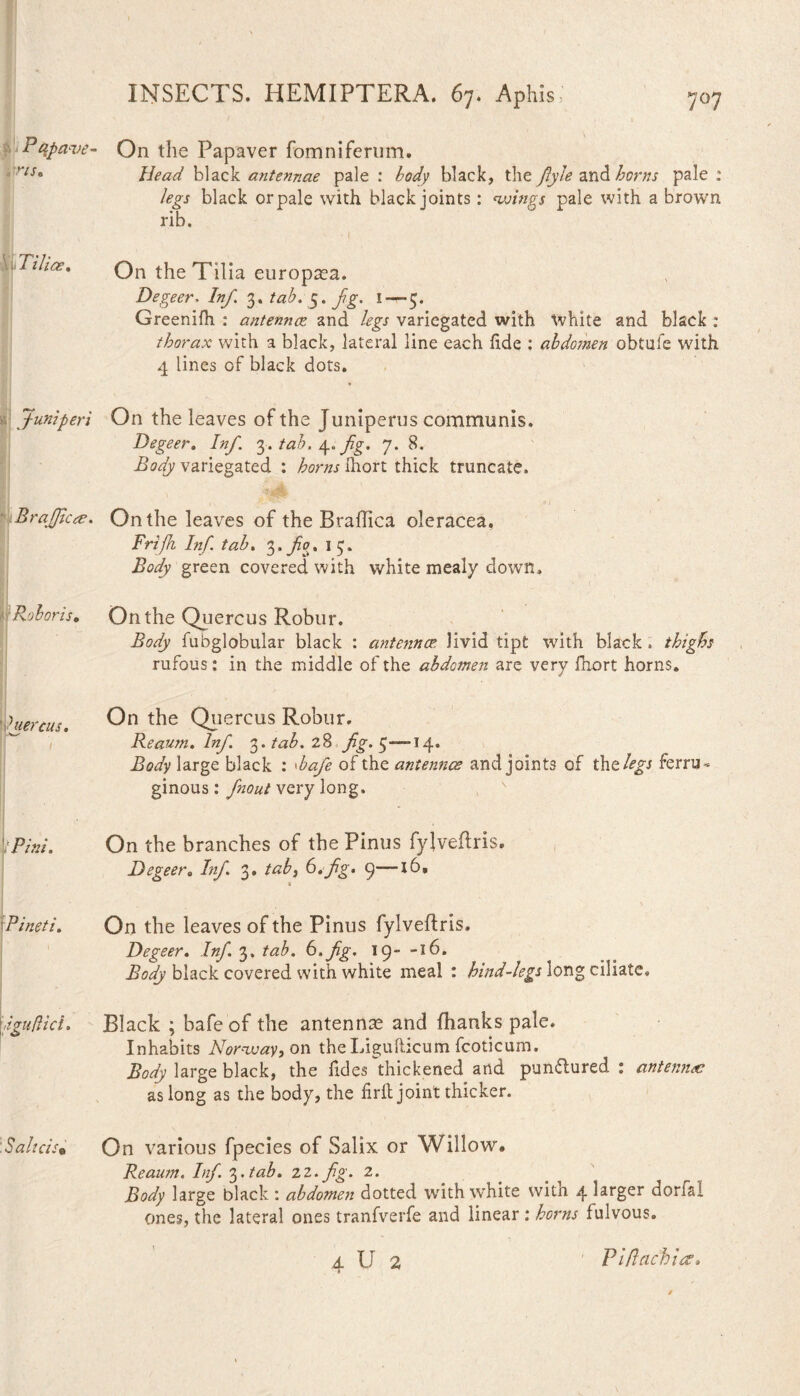 7°7 Papave¬ ris* l ilice. Juniperi Br afficte. 'Roboris, 'uercus. i 'Pini. rPineti. \iguftid. : Salicis• INSECTS. HEMIPTERA. 67. Aphis On the Papaver fomnifermn. /&W black antennae pale : <Wy black, the flyle 2Xi& horns pale : legs black or pale with black joints: wings pale with a brown rib. On the Tilia europa?a. Degeer. Inf. 3. 5. yfg. 1—-5. Greenifh : antennae and legs variegated with White and black : thorax with a black, lateral line each fide : abdomen obtufe with 4 lines of black dots. * On the leaves of the Juniperus communis. Degeer. Inf 3. tab. 4. fig. 7. 8. Body variegated : horns Ihort thick truncate. On the leaves of the Braflica oleracea, Frijh Inf. tab. 3. fo. 13» Body green covered with white mealy down. On the Quercus Robur. Body fubglobular black : antennae, livid tipt with black . thighs rufous: in the middle of the abdomen are very fhort horns. On the Quercus Robur. Reaum. Inf ^.tab. 28 fg. 5—-14. Body large black : •bafe of the antennas and joints of th clegs ferru¬ ginous : fnout very long. On the branches of the Pinus fyjveflris. Degeer, Inf 3. tab, 6. fg. 9—16. 6 On the leaves of the Pinus fylveftris. Degeer. Inf. 3. tab. 6.fg. 19- -16. Body black covered with white meal : hind-legs long ciliate. Black ; bafe of the antennse and fhanks pale. Inhabits Norway, on the Ligufticum fcoticum. Body large black, the fides thickened and punctured: antennas as long as the body, the firft joint thicker. On various fpecies of Salix or Willow. Reaum. Inf. 3. tab. 22. fig. 2. Body large black : abdomen dotted with white witn 4 larger dorfsi ones, the lateral ones tranfverfe and linear: horns fulvous. 4 U 2 Piflachiez.