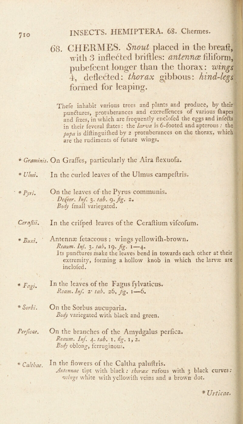 7io # Graminis. * Ulmi. Pyri. Cerajlii. * Buxi, # Sorbi, * Calthae. \ INSECTS. HEMIPTERA. 68. Chermes. 68. CHERMES. placed in the breaft, with 3 indebted briftles: antennas filiform, pubefcent longer than the thorax: wings 4, deflected: thorax gibbous: hind-legs formed for leaping. Thefe inhabit various trees and plants and produce, by their pun&ures, protuberances and excreffences of various fhapes and fizes, in which are frequently enclofed the eggs and infefts in their fevera-1 ftates : the larva is 6-footed and apterous ; the pupa is diftinguifhed by 2 protuberances on the thorax, which are the rudiments of future wings. On Grades, particularly the Aira flexuofa. In the curled leaves of the Ulmus campeflris. On the leaves of the Pyrus communis. Defeer. Inf. 3. tab. q.fg. z. Body fmall variegated. In the crifped leaves of the Ceraltium vifcofum. Antennas fetaceous : wings yellowilh-brown. Reautn. InJ. 3. tab, \C). fg. 1—4. Its punctures make the leaves bend in towards each other at their extremity, forming a hollow knob in which the larvae are inclofed. In the leaves of the Fagus fylvaticus. Ream. Inf. 2* tab. 26, pig. 1—-6. On the Sorbus aucuparia. Body variegated with black and green. On the branches of the Amydgalus perfica. Reaum. InJ. 4. tab. 1. fig. 1,2. j Body oblong, ferruginous. In the flowers of the Caltha paluftris. Antennae tipt with black; thorax rufous with 3 black curves; wings white with yellowifh veins and a brown dot. * Urticae.