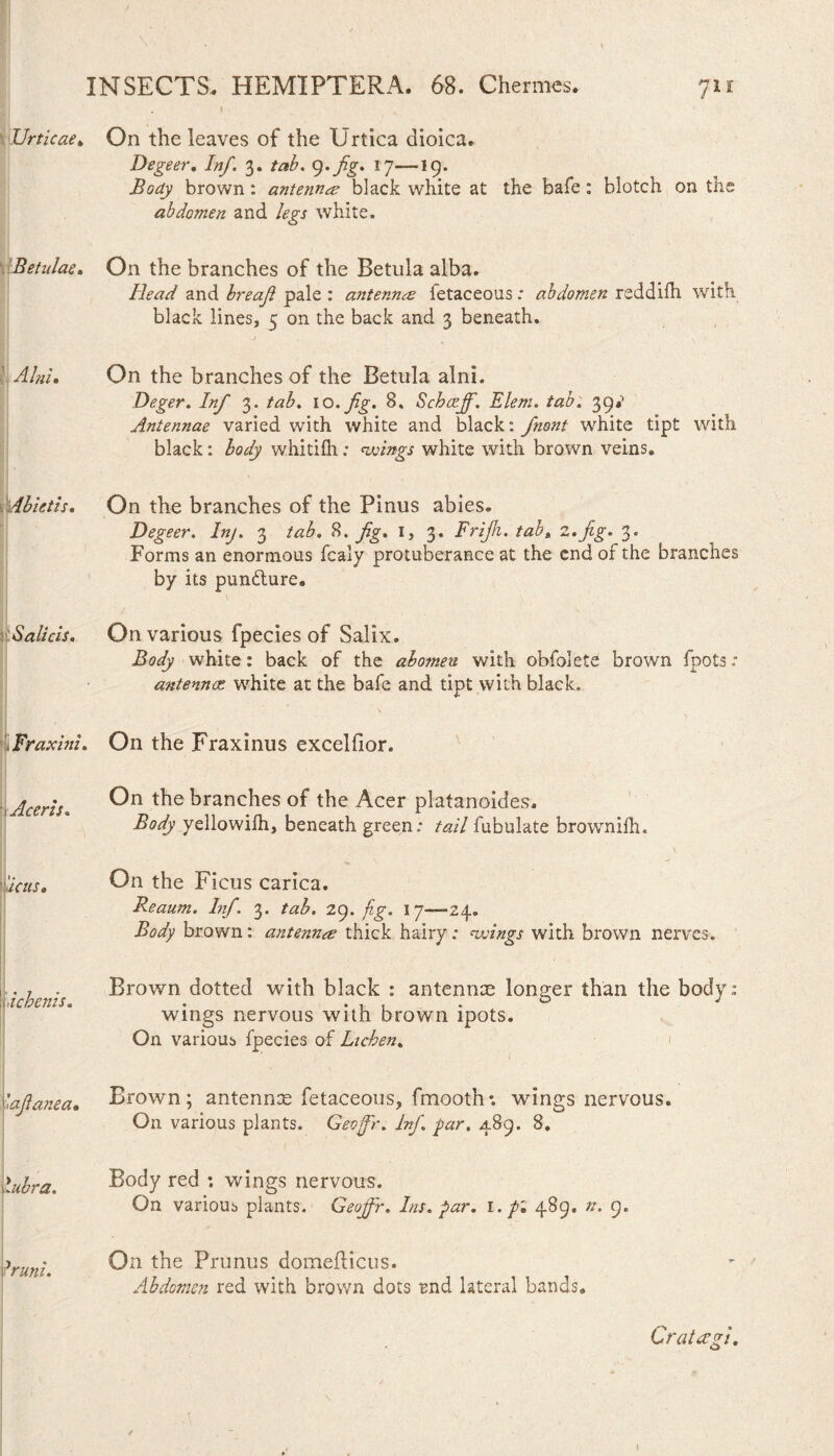 Urticae, On the leaves of the Urtica dioica. Degeer. Inf. 3. tab. fig. 17—19. Body brown: antenna black white at the bafe: blotch on the abdomen and legs white. Betulae» On the branches of the Betula alba. Head and breaf pale : antenna ietaceous: abdomen reddilh with black lines, 5 on the back and 3 beneath. Ainu On the branches of the Betula alni. Deger. Inf 3. tab. 10.fig. 8. Scbaejf. Elem. tab. 39*1 Antennae varied with white and black: fnont white tipt with black: body whitifh: wings white with brown veins. Abietis, On the branches of the Pinus abies, Degeer. Inj. 3 tab. 8. fig, 1, 3. Frifi. tab, 2.fig. 3. Forms an enormous fcaly protuberance at the end of the branches by its punflure. Salicis, On various fpecies of Salix. Body white: back of the abomen with obfolete brown fpots; antennae white at the bafe and tipt with black. i Fraxini. On the Fraxinus excelfior. Aceris. On the branches of the Acer platanoides. Body yellowilh, beneath green.* tail fubulate brownifh. Acus. On the Ficus carica. Reaum. Inf. 3. tab. 29. jig. 17—24. Body brown: antennee thick hairy; muings with brown nerves. i !•• • 7 Mcbenis. Brown dotted with black : antennee longer than the body: wings nervous with brown ipots. On various fpecies of Lichen» 1 iajlanea. Brown; antennae fetaceous, fmooth*. wings nervous. On various plants. Geojfr. inf. far. 489. 8. hubra. Body red ; wings nervous. On various plants. Geojfr. Ins. par. 1. pi 489. n. 9. fruni. On the Prunus domeflicus. Abdomen red with brown dots rnd lateral bands. Cratccgi.