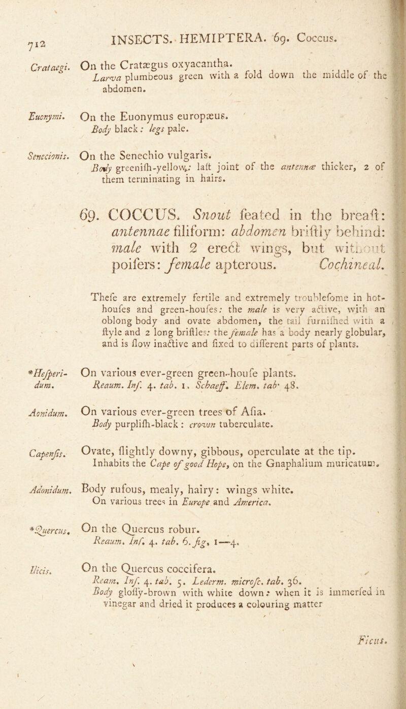 712 Crataegi. Eucnymi. Senecionis. *Hefperi- dum. Aonidum. Capenfs. Adonidum. * Auercus. Uicis. On the Crataegus oxyacantha. plumbeous green with a fold down the middle of the abdomen. On the Euonymus europxus. Body black: legs pale. On the Senechio vulgaris. Body greenifh-yellow*: lalt joint of the antennas thicker, 2 of them terminating in hairs. 69. COCCUS, Snout feated in the bread:: antennae filiform: abdomen hriftiy behind: male with 2 erect wings, but without poifers: female apterous. Cochineal. Thele are extremely fertile and extremely trouhlefome in hot- houfes and green-houfes: the male is very aftive, with an oblong body and ovate abdomen, the tail furnifned with a ilyle and 2 long brittle?: the female has a body nearly globular, and is How inactive and fixed to different parts of plants. On various ever-green green-houfe plants. Reaum. Inf 4. tab. i. Scbaejf,. Elem, tab' 48. On various ever-green trees of Afia. Body purplifh-black : crown tuberculate. Ovate, (lightly downy, gibbous, operculate at the tip. Inhabits the Cape of good Hops, on the Gnaphalium muricatum. Body rufous, mealy, hairy: wings white. On various tree? in Europe and America. \ On the Quercus robur. Reaum. Inf. 4. tab. 6.fg% 1—»4. On the Quercus coccifera. Ream, Inf 4. tab. 5. Lederm. microfe. tab. 36. Body gloffy-brown with white down.* when it is immerfed ill vinegar and dried it produces a colouring matter ^ A. O