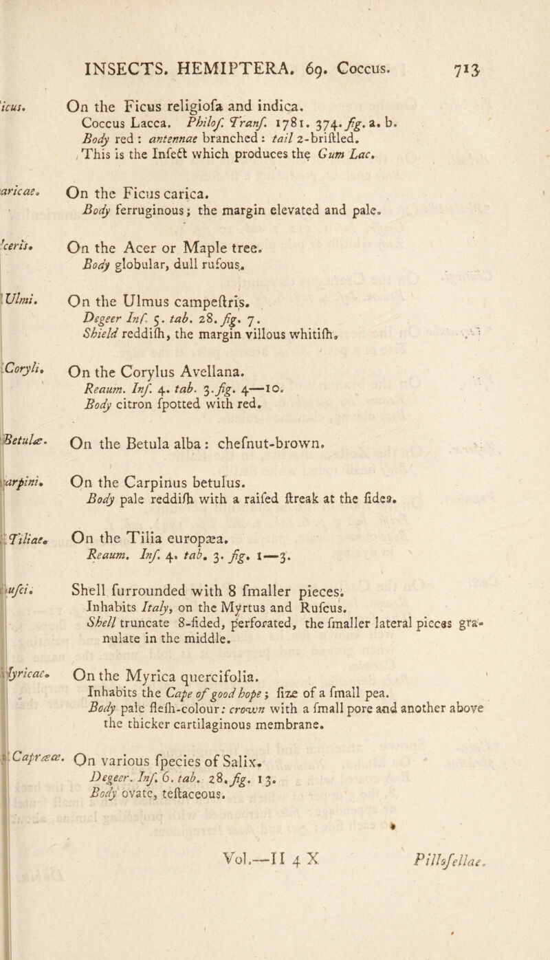 ICUS. aricae* •certs. Ulmi» Coryli, Betula. war pini, Tiliae* ufci. lyricae«. j; Caprace. On the Ficus religiofa and indica. Coccus Lacca, Philof. Tranf. 1781. 374,^. a. b. Body red : antennae branched: tail 2-briftled. This is the Infeft which produces the Gum Lac» On the Ficus carica. Body ferruginous; the margin elevated and pale* On the Acer or Maple tree. Body globular, dull rufous. 1 On the Ulmus campeftris. Dsgeer Inf. 5. tab, 28. Jig. 7. Shield reddilh, the margin villous whitifh. On the Corylus Avellana. Reaum. Inf. 4. tab. 3 .fig. 4—10, Body citron fpotted with red. On the Betula alba : chefnut-brown. / • •' On the Carpinus betulus. Body pale reddifh with a raifed ftreak at the lides. On the Tiiia europsea. Reaum. Inf. 4, tab, 3 - fg* I—3 . Shell furrounded with 8 fmaller pieces. Inhabits Italy, on the Myrtus and Rufcus. Shell truncate 8-fided, perforated, the fmaller lateral pieces gra¬ nulate in the middle. On the Myrica quercifolia. Inhabits the Cape of good hope j lize of a fmall pea. Body pale flefli-colour; cranxm with a fmall pore and another above the thicker cartilaginous membrane. Qn various fpecies of Salix* Degeer. Inf 6. tab. 28, fg. 1 3. Body ovate, teftaceous. Vol,—-II 4 X Pilhfellae. \