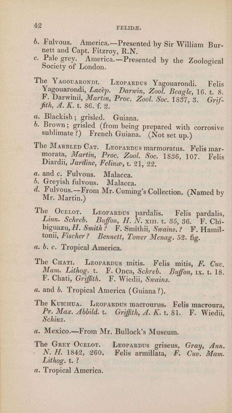 6. Fulvous. America.—Presented by Sir William Bur- nett and Capt. Fitzroy, R.N. c. Pale grey. America.—Presented by the Zoological Society of London. The Yacovaronpr. Lroparpus Yagouarondi. Felis Yagouarondi, Lacép. Darwin, Zool. Beagle, 16. t. 8. F. Darwinii, Martin, Proc. Zool. Soc. 1837, 3. Grif- Sith, A. K. t. 86.4.2, a. Blackish; grisled. Guiana. 6. Brown; grisled (from being prepared with corrosive sublimate?) French Guiana. (Not set up.) The Marsrep Car. Leoparpus marmoratus. Felis mar- morata, Martin, Proc. Zool. Soc. 1836, 107. Felis Diardii, Jardine, Feline, t. 21, 22 a. and c. Fulvous. Malacca. 6. Greyish fulvous. Malacca. d. Fulvous.—From Mr. Cuming’s Collection. (Named by Mr. Martin.) The Oceror. Leoparpus pardalis. Felis pardalis, Linn. Schreb. Buffon, H. N. xm. t. 35, 36. F. Chi- biguazu, H. Smith? F. Smithii, Swains.? F. Hamil- toni, Fischer? Bennett, Tower Menag. 52. fig. a. b. c. Tropical America. The Cuati. Lzoparpus mitis. Felis mitis, F. Cuv. Mam. Lithog. t. F. Onca, Schreb. Buffon, 1x. t. 18. F. Chati, Griffith. F. Wiedii, Sains. a. and 6. Tropical America (Guiana ?). The Kutcuva. Lezorarpus macrourus. Felis macroura, Pr. Max. Abbild. t. Griffith, J. K.t. 81. F. Wiedii, Schinz. a. Mexico.—From Mr. Bullock’s Museum. The Grey Ocznor. Leoparpus griseus, Gray, Ann. N. H. 1842, 260. Felis armillata, F. Cuv. Mam. Lithog. t.? a. Tropical America.