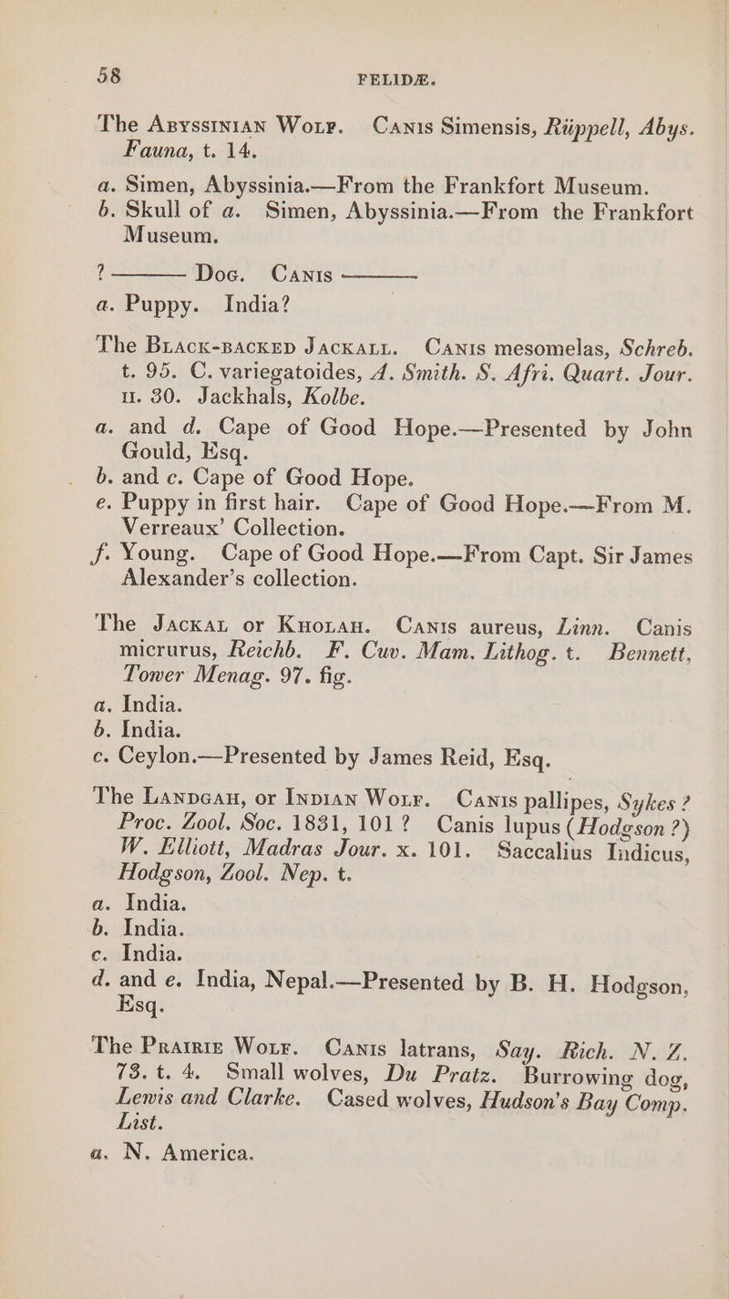 The Anyssintan Worr. Canis Simensis, Riippell, Abys. Fauna, t. 14. a. Simen, Abyssinia.—From the Frankfort Museum. 6. Skull of a. Simen, Abyssinia.—From the Frankfort Museum, ? Doc. Canis a. Puppy. India? The Bracx-Backep Jackatz. Canis mesomelas, Schreb. t. 95. C. variegatoides, 4. Smith. S. Afri. Quart. Jour. u. 30. Jackhals, Kolbe. a. and d. Cape of Good Hope.—Presented by John Gould, Esq. 6. and c. Cape of Good Hope. e. Puppy in first hair. Cape of Good Hope.—From M. Verreaux’ Collection. Jf. Young. Cape of Good Hope.—From Capt. Sir James Alexander’s collection. The Jackat or Kuoran. Canis aureus, Linn. Canis micrurus, Reichb. F. Cuv. Mam. Iuthog. t. Bennett, Toner Menag. 97. fig. a. India. 6. India. ce. Ceylon.—Presented by James Reid, Esq. The Lanpean, or Inpian Wotr. Canis pallipes, Sykes ? Proc. Zool. Soc. 1831, 101? Canis lupus (Hodgson ?) W. Elliott, Madras Jour. x. 101. Saccalius Tndicus, Hodgson, Zool. Nep. t. a. India. -b. India. ce. India. d. ae e. India, Nepal.—Presented by B. H. Hodgson, uSq. The Prarrre Worry. Canis latrans, Say. Rich. N. Z. 73. t. 4. Small wolves, Du Pratz. Burrowing dog, Lenis and Clarke. Cased wolves, Hudson’s Bay Comp. List. a. N. America.